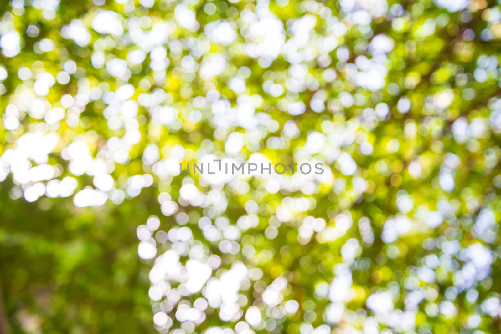 Zoom shot green tree out of focus for background. Blurs