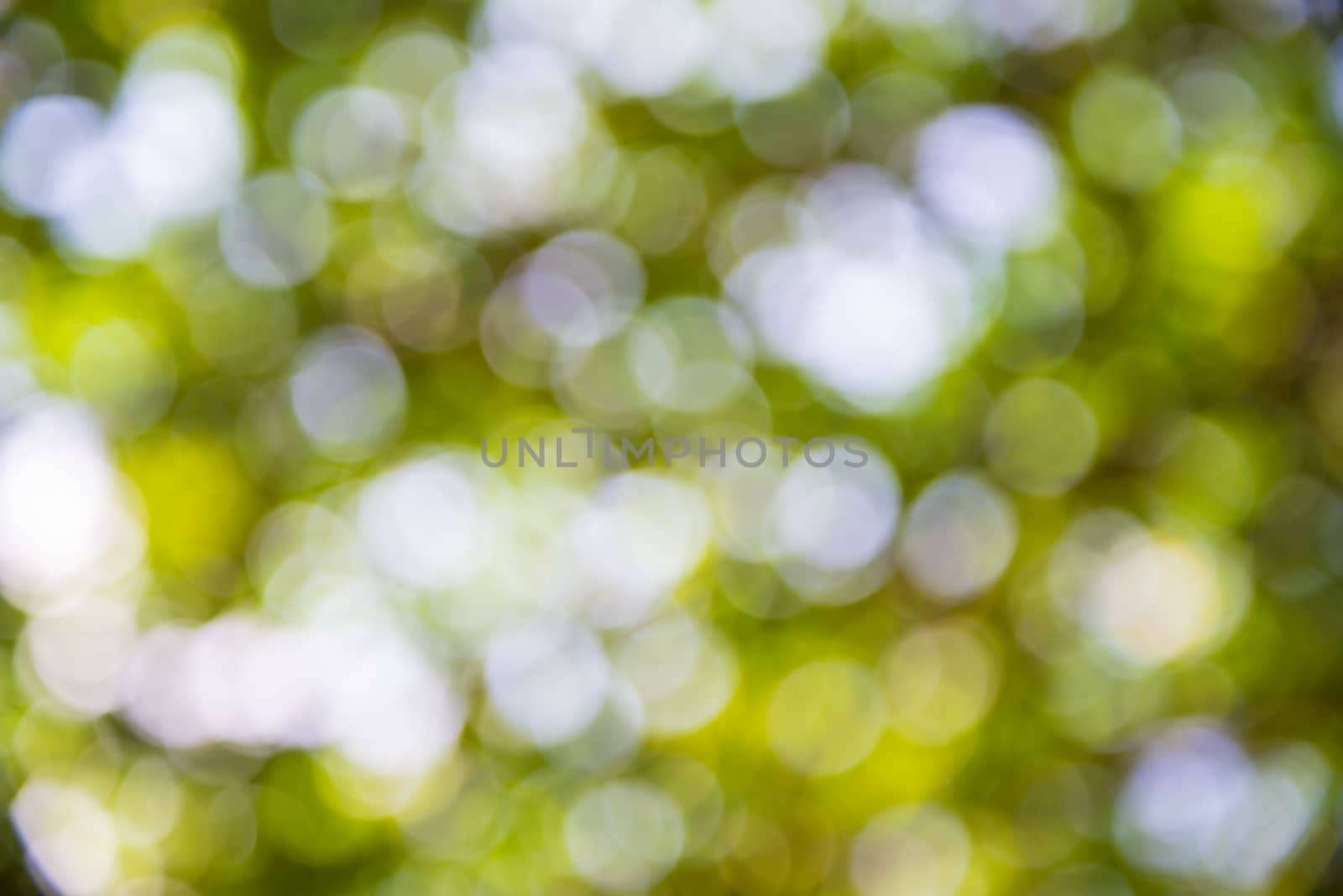 Zoom shot green tree out of focus for background. Blurs