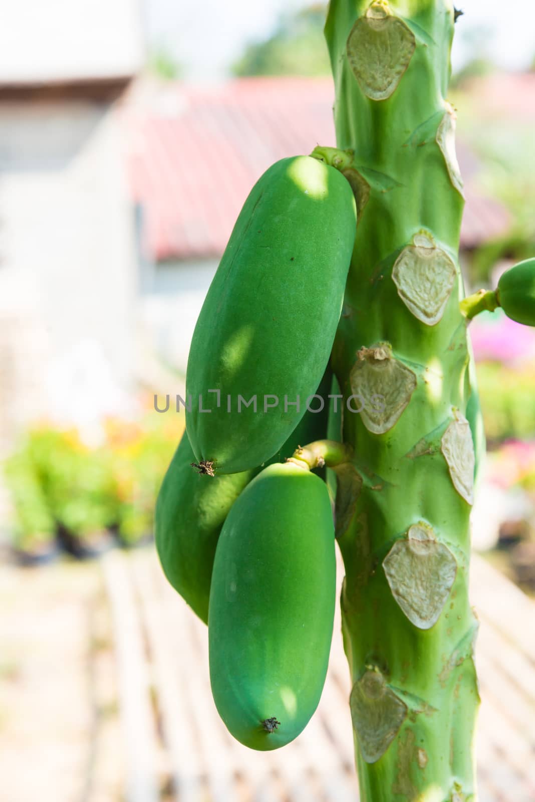 fresh papaya tree with bunch of fruits