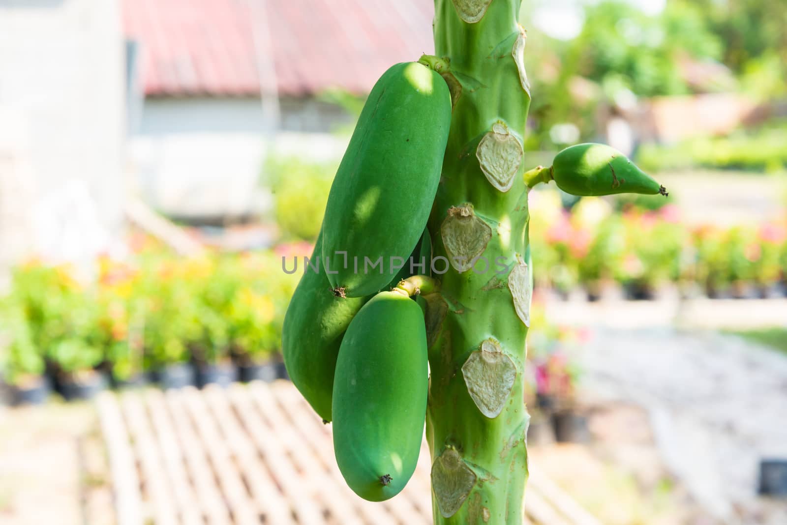 fresh papaya tree with bunch of fruits