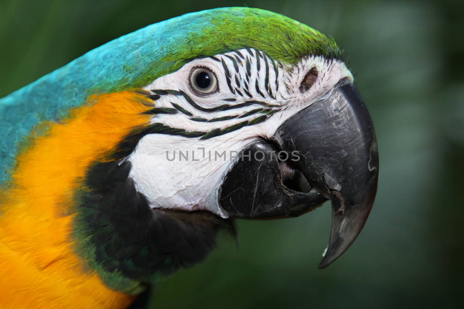 Beautiful parrot closeup by olga_zinovskaya