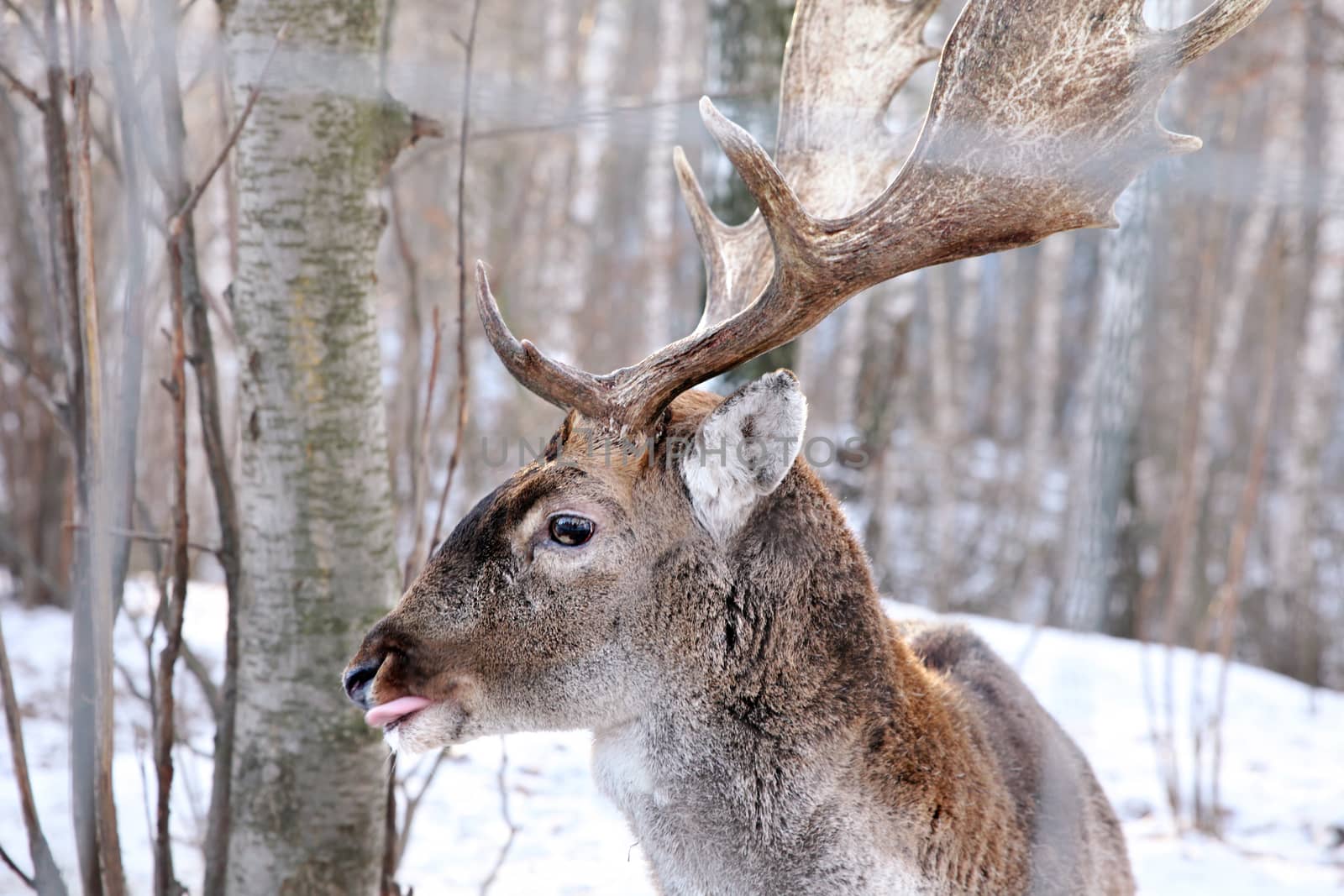 Deer in winter closeup