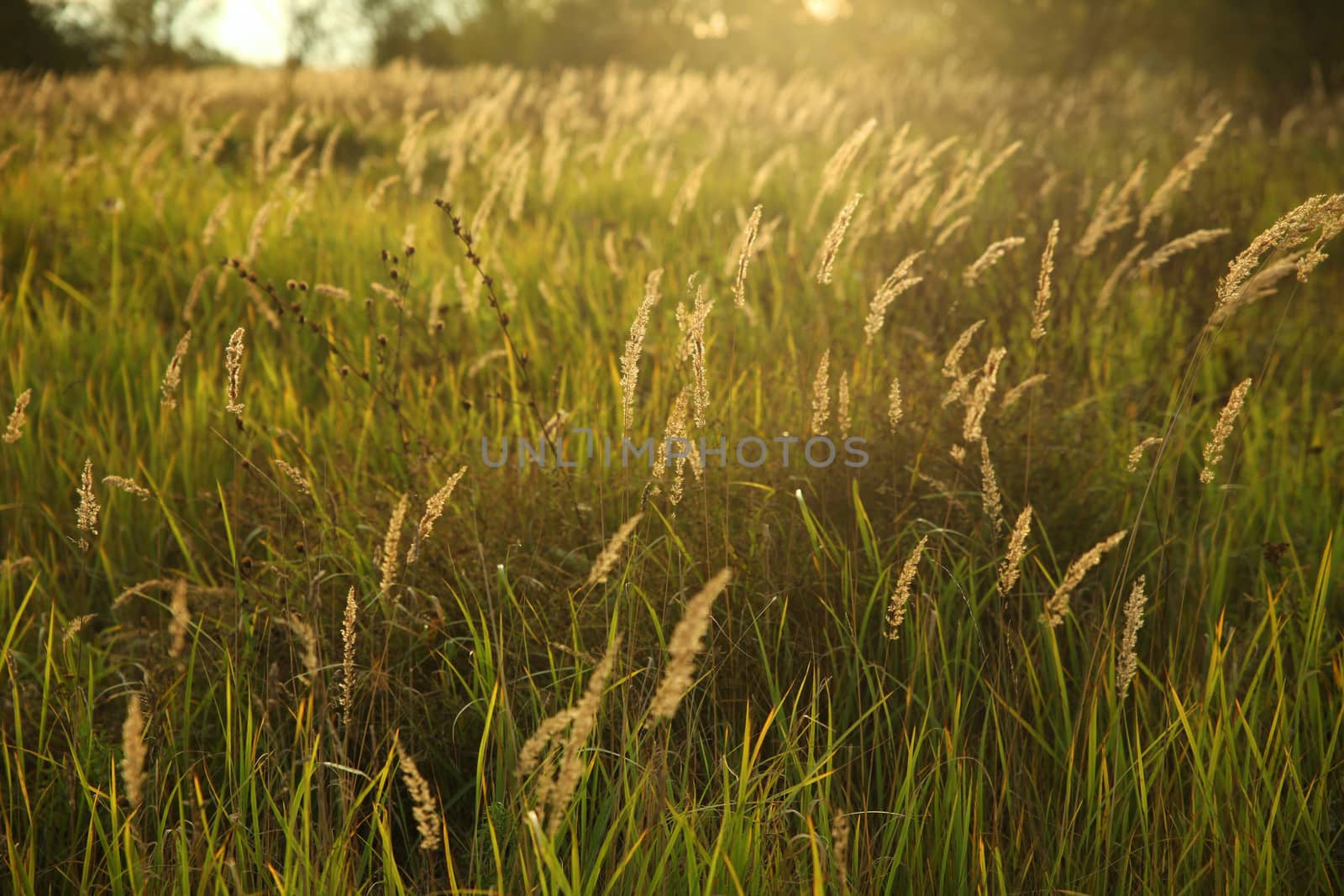 High grass in field at sunset