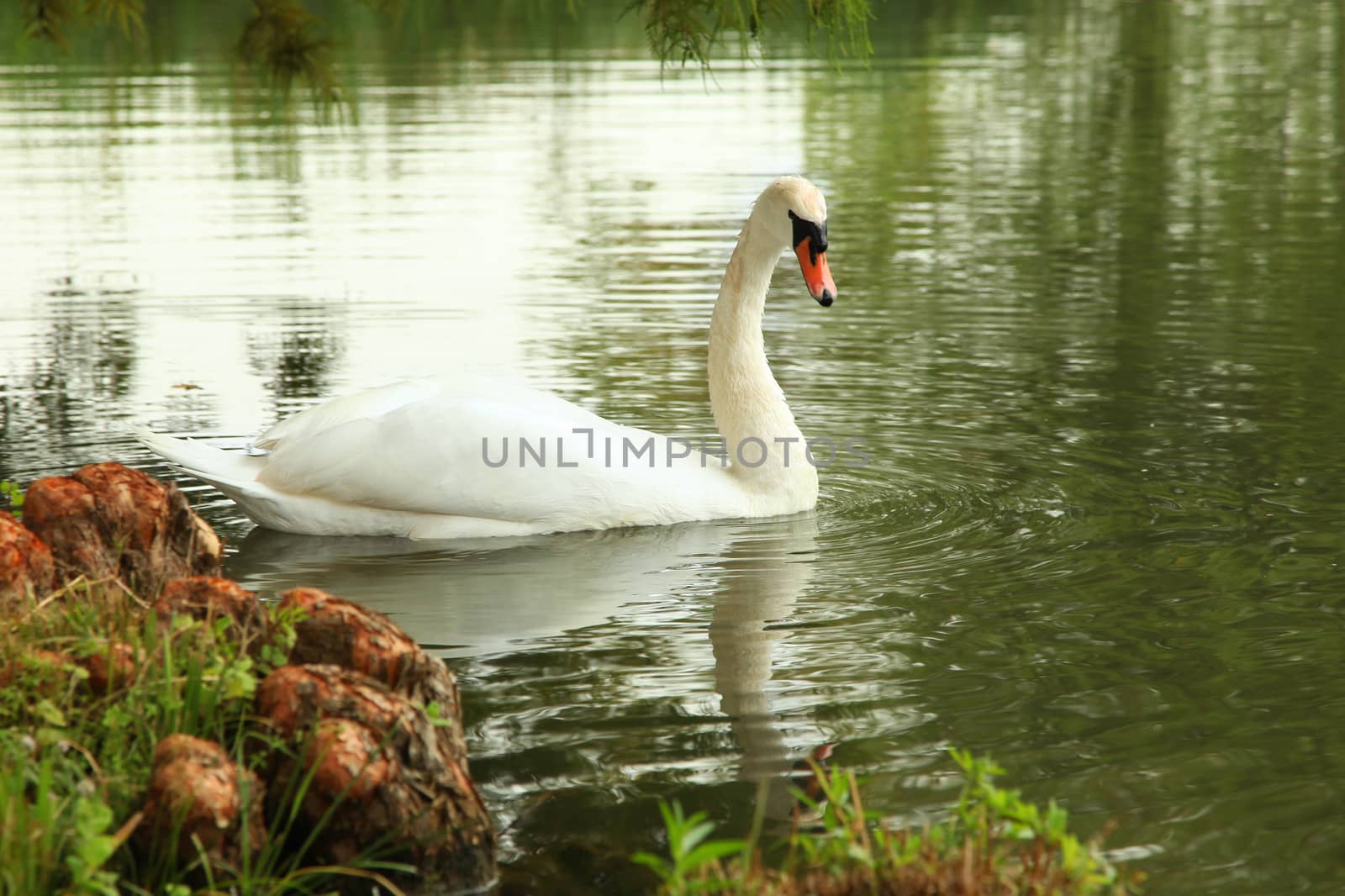 Beautiful Swan in the pond by olga_zinovskaya