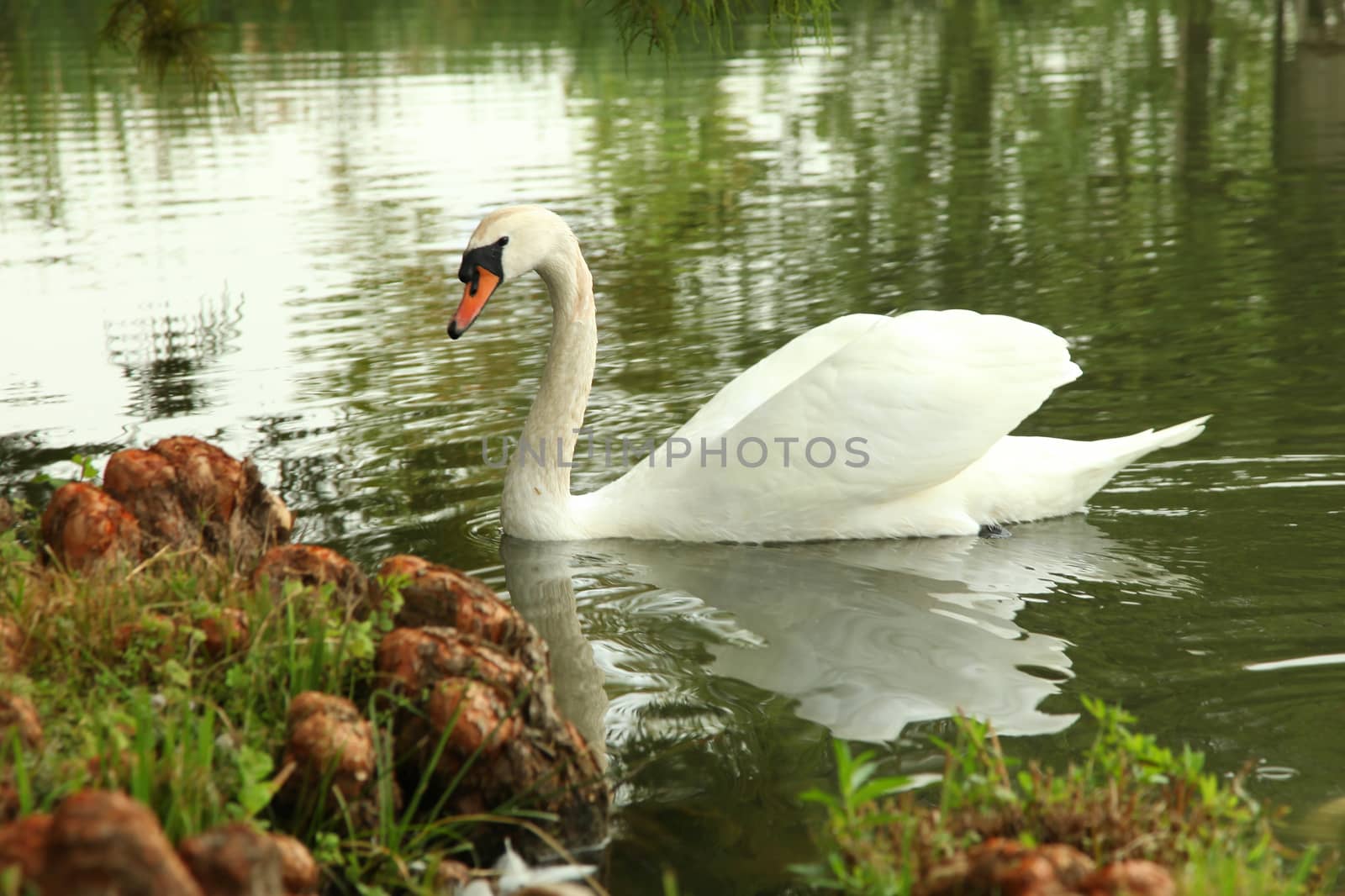 One Swan swim by olga_zinovskaya