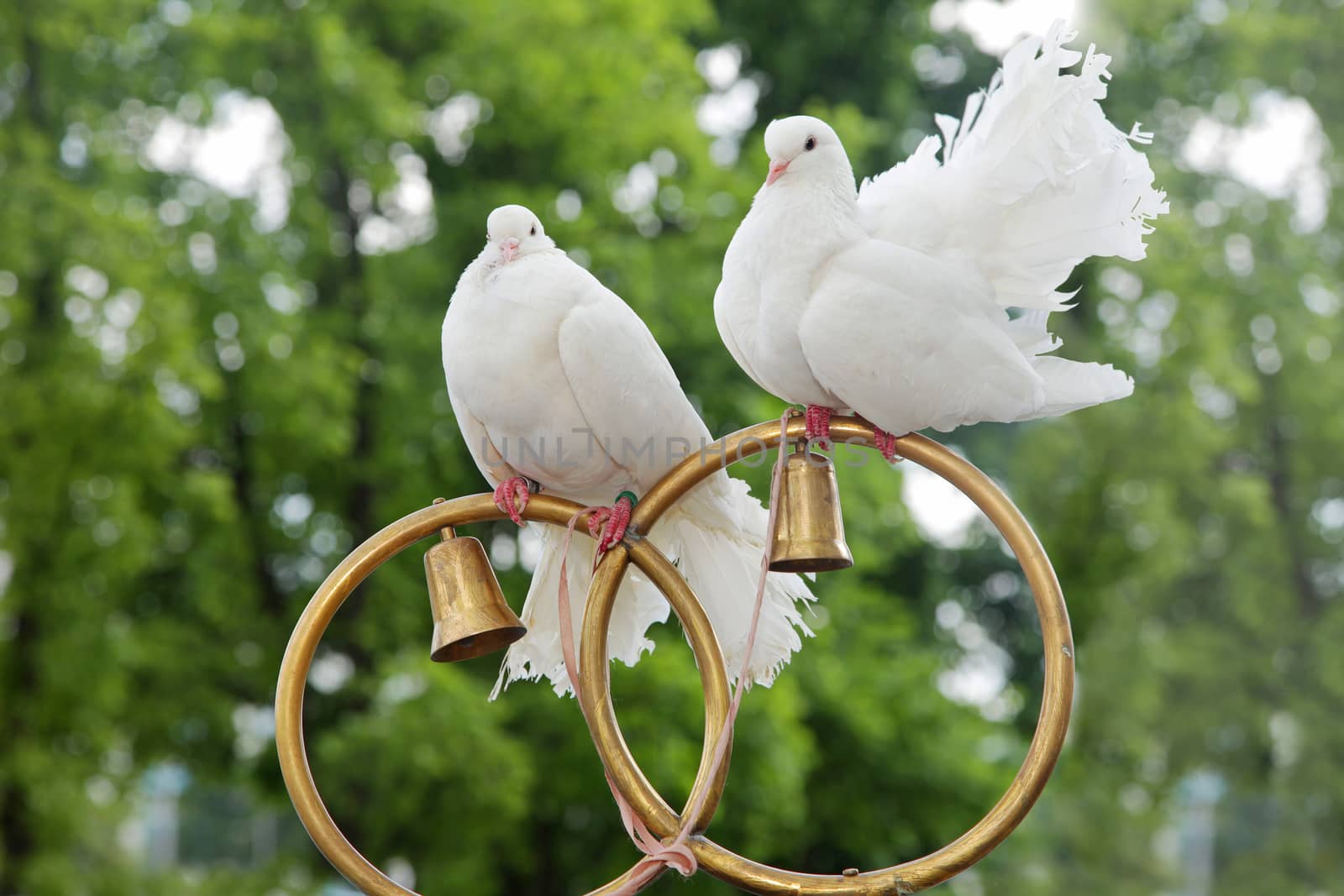 Wedding doves sit on gold rings