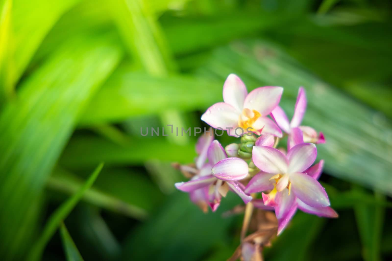 Beautiful blooming orchids in forest, On the bright sunshine