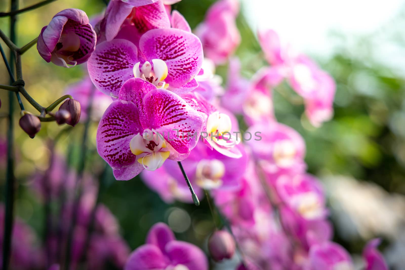 Beautiful blooming orchids in forest, On the bright sunshine