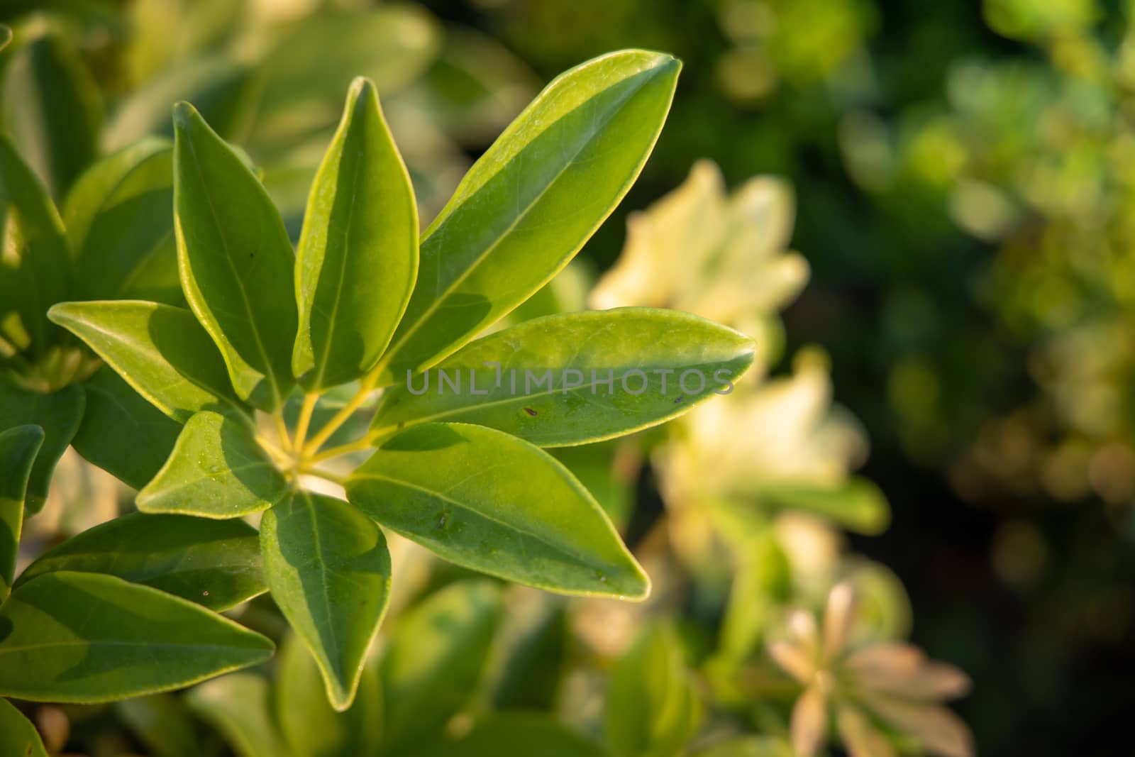 Close Up green leaf under sunlight in the garden. Natural backgr by teerawit