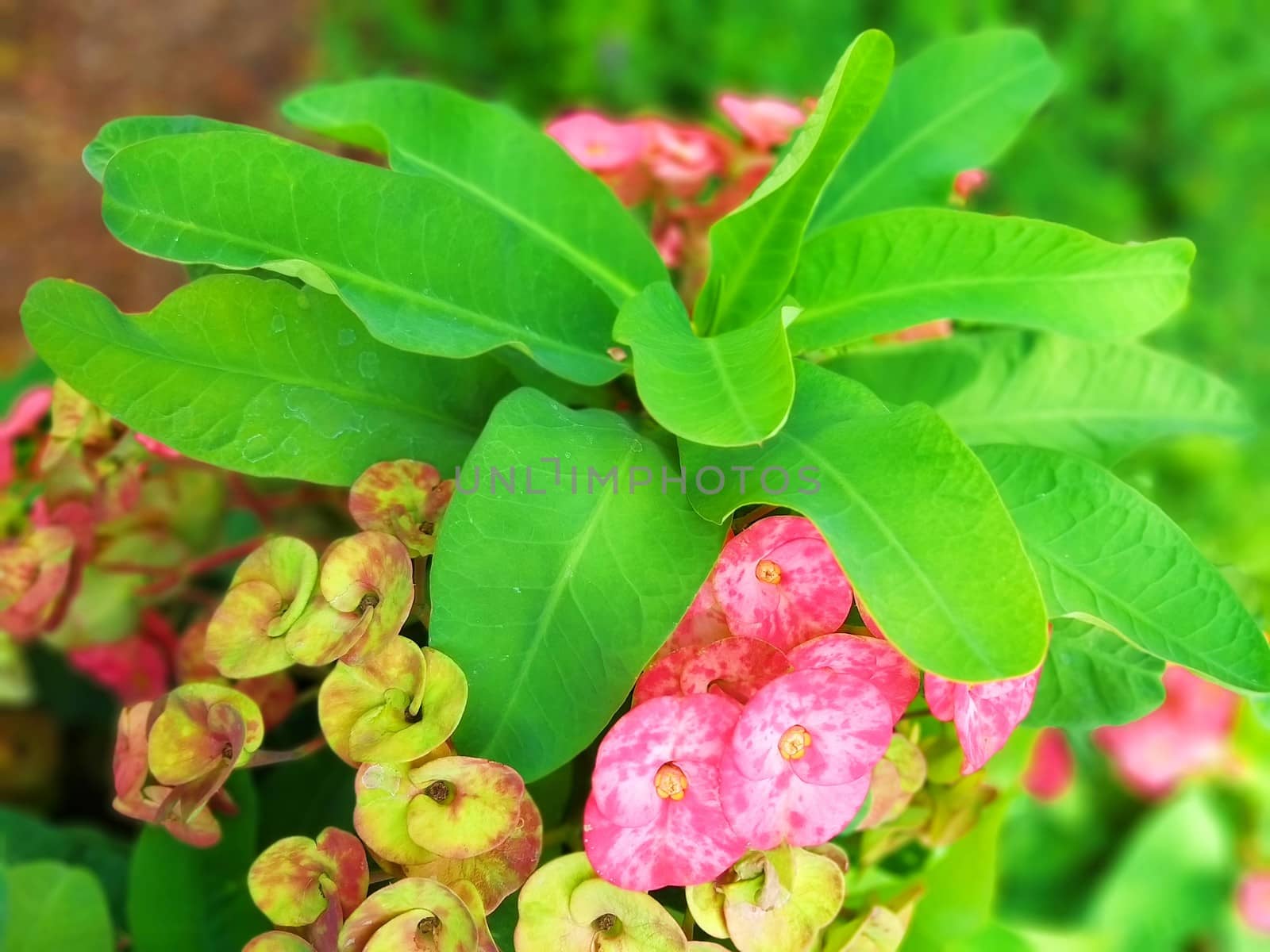 some beautiful flowers