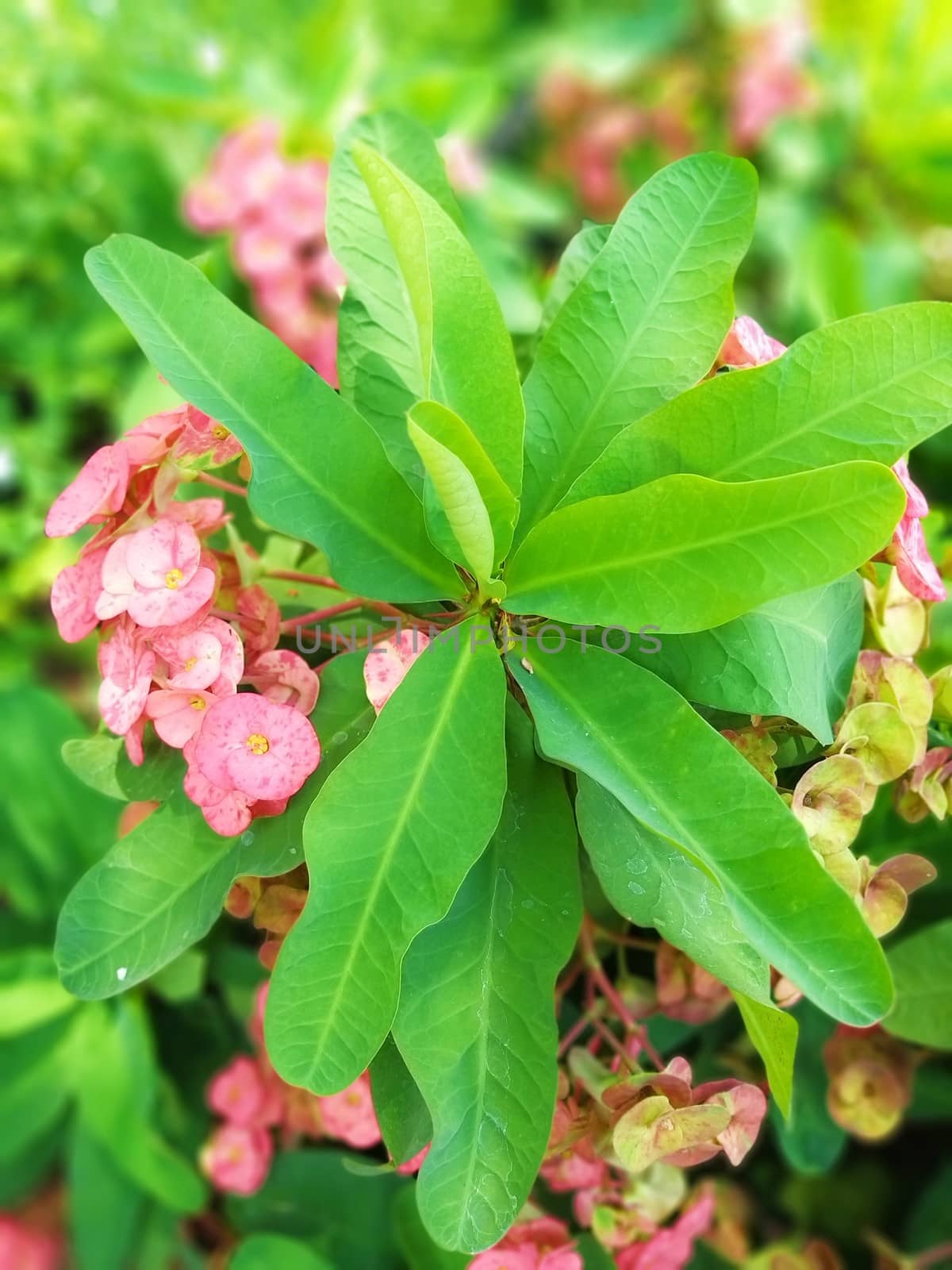 some flowers in a bush