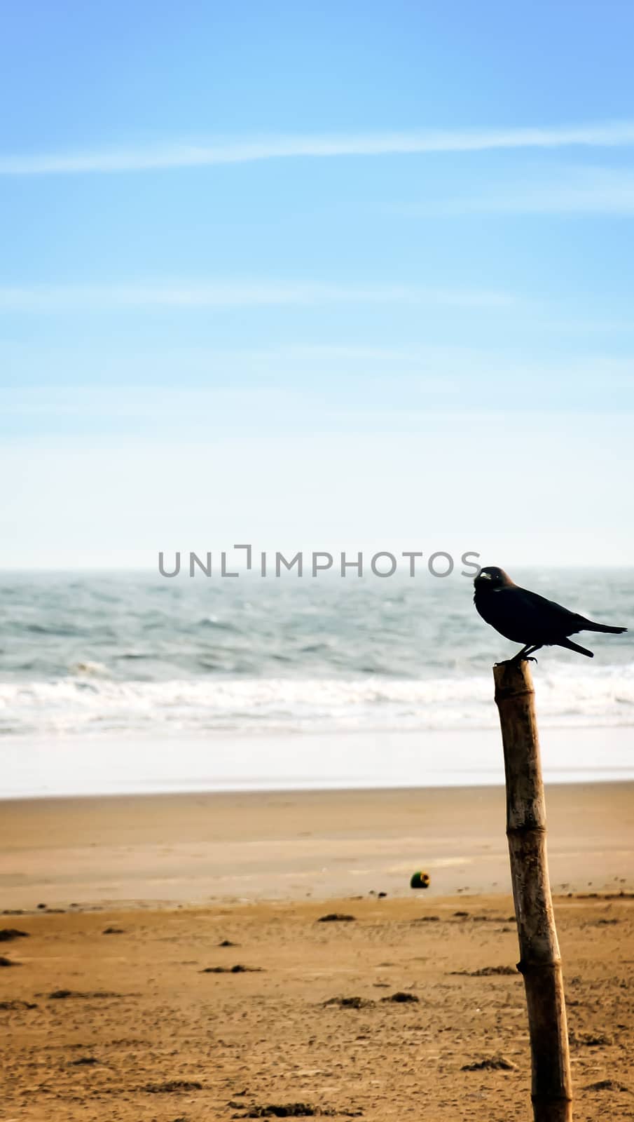 A crow bird sitting on a bamboo palisade wooden boundary post structure. Distant Empty Sea beach Island background. Animal wildlife Theme. Travel Tourism backgrounds. Copy space room for text on left.