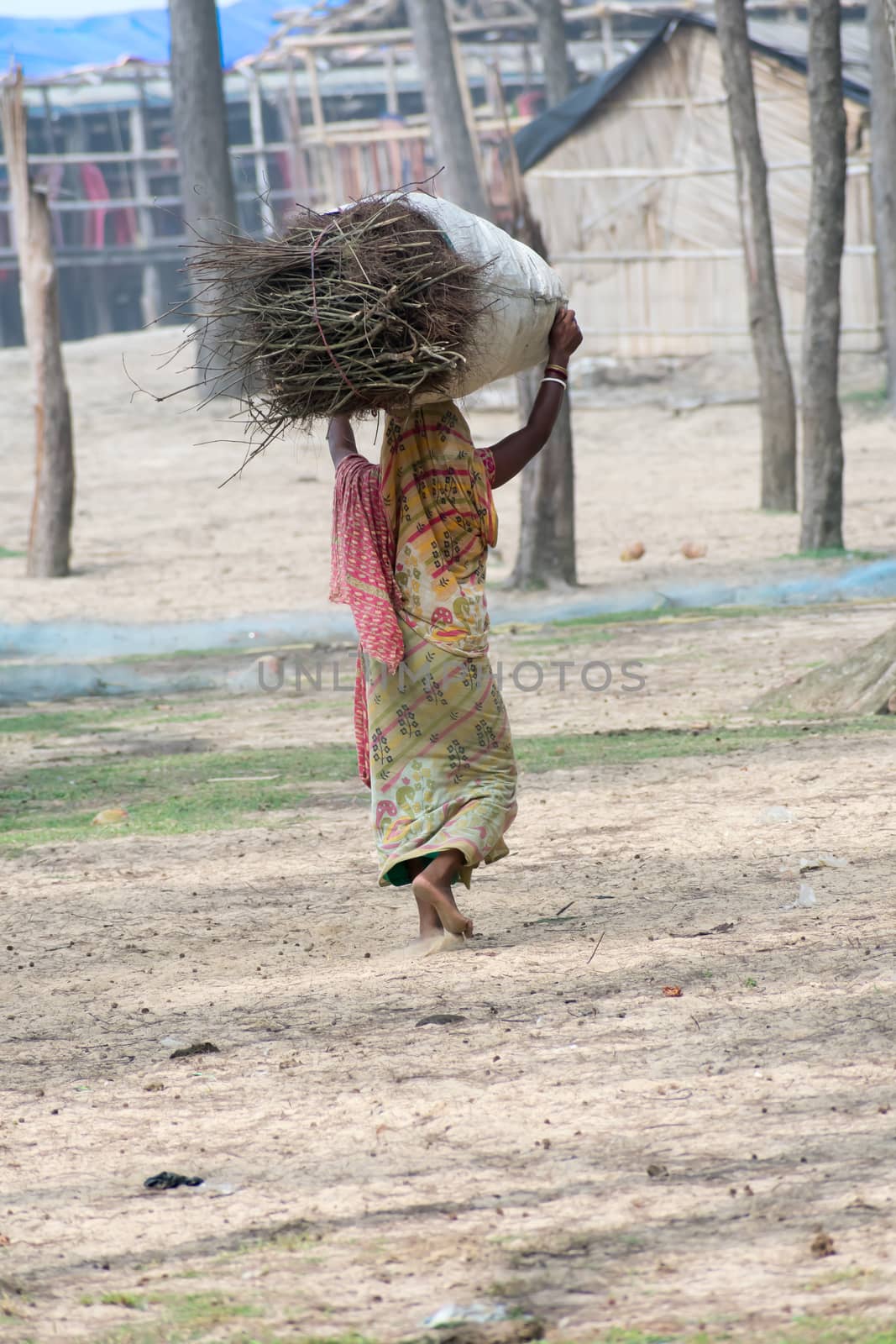 Highlands of north East Indian woman of below poverty line (BPL) carry wood and walk from national forest for used for cooking. Wood firewood or charcoal fuels are wide used for cooking in Rural India