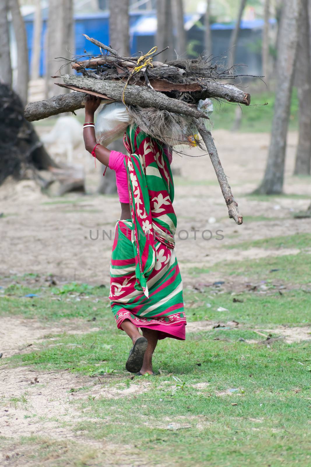 Rear View One Indian Village Woman cut firewood from protected nature reserve area, carry heavy loads on head and walking, for use as woodfuel or biofuel. Forest Loss Environment Conservation Concept by sudiptabhowmick