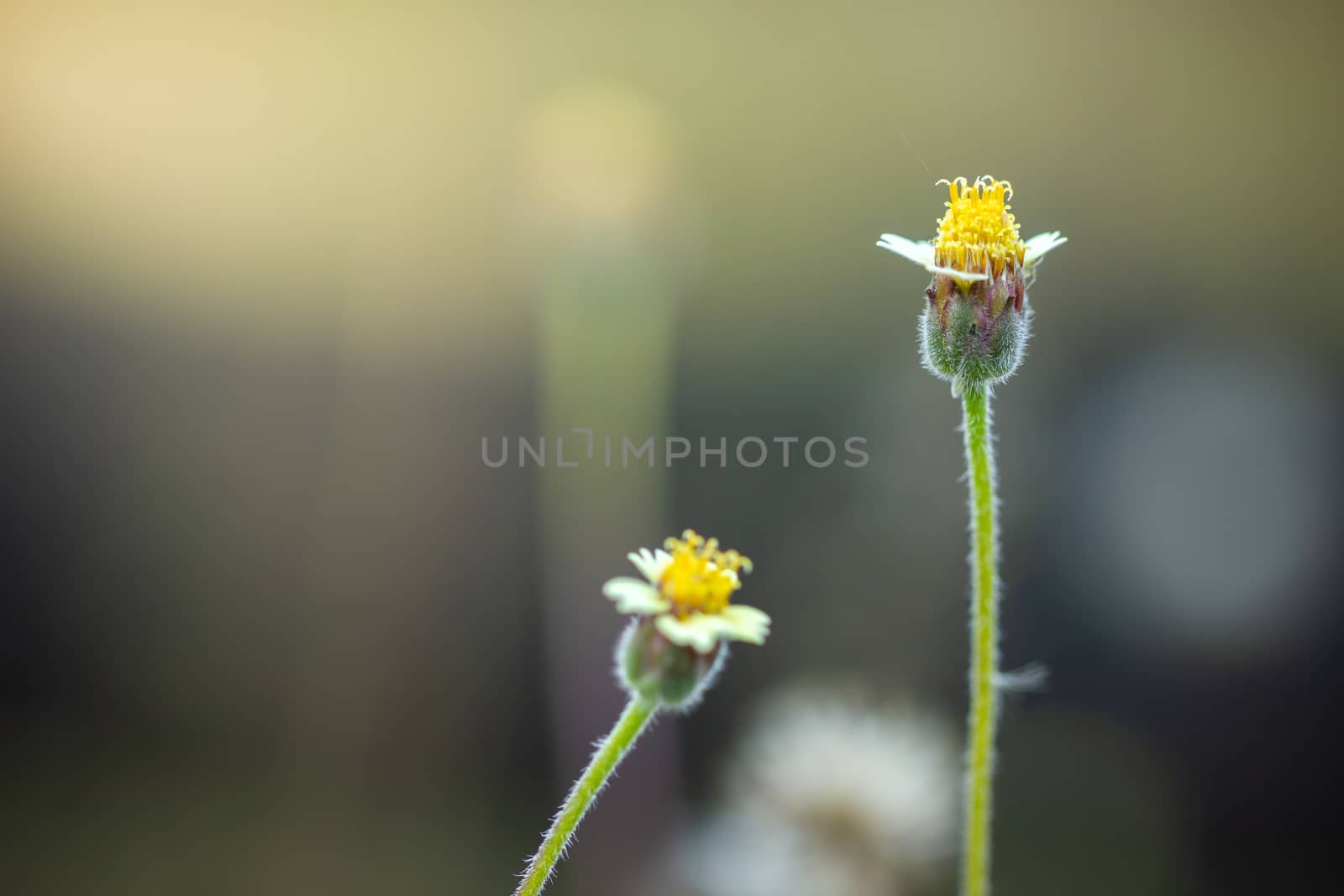 Flower of grass in green natural background at tropical forest. Vintage natural background. Closeup and copy space.