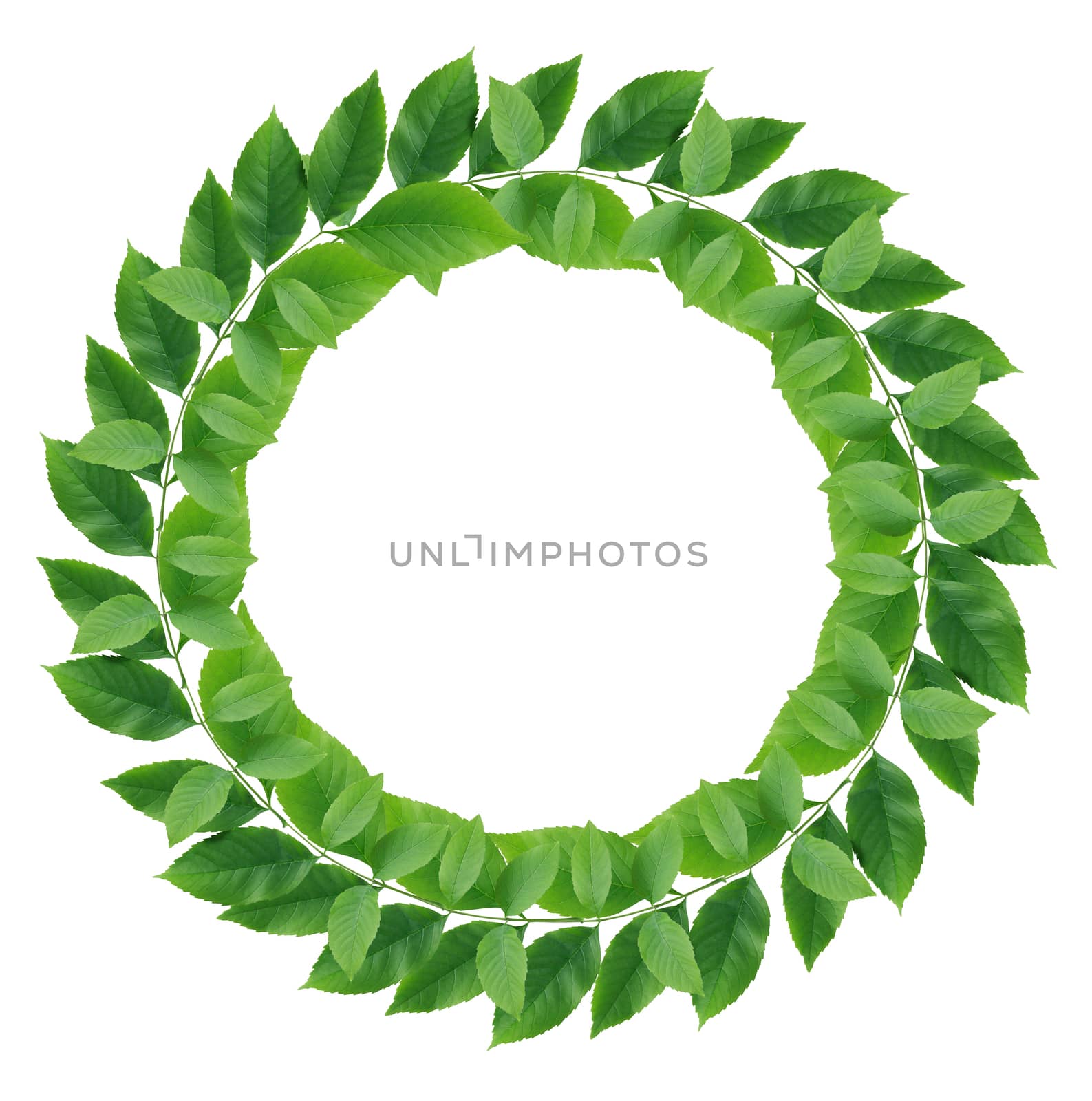 Ecology concept. Nice wreath made from freshness green leaves