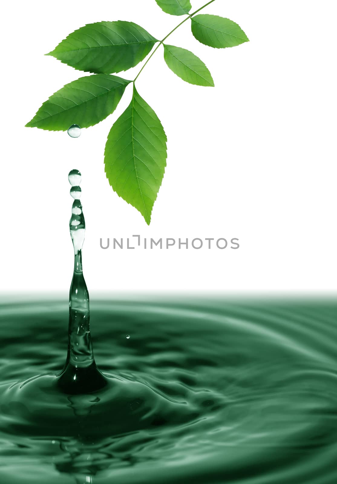 Ecology concept. Nice twig with green leaves above water