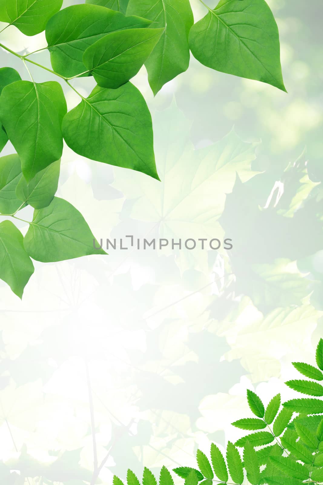 Green Leaves Frame by kvkirillov