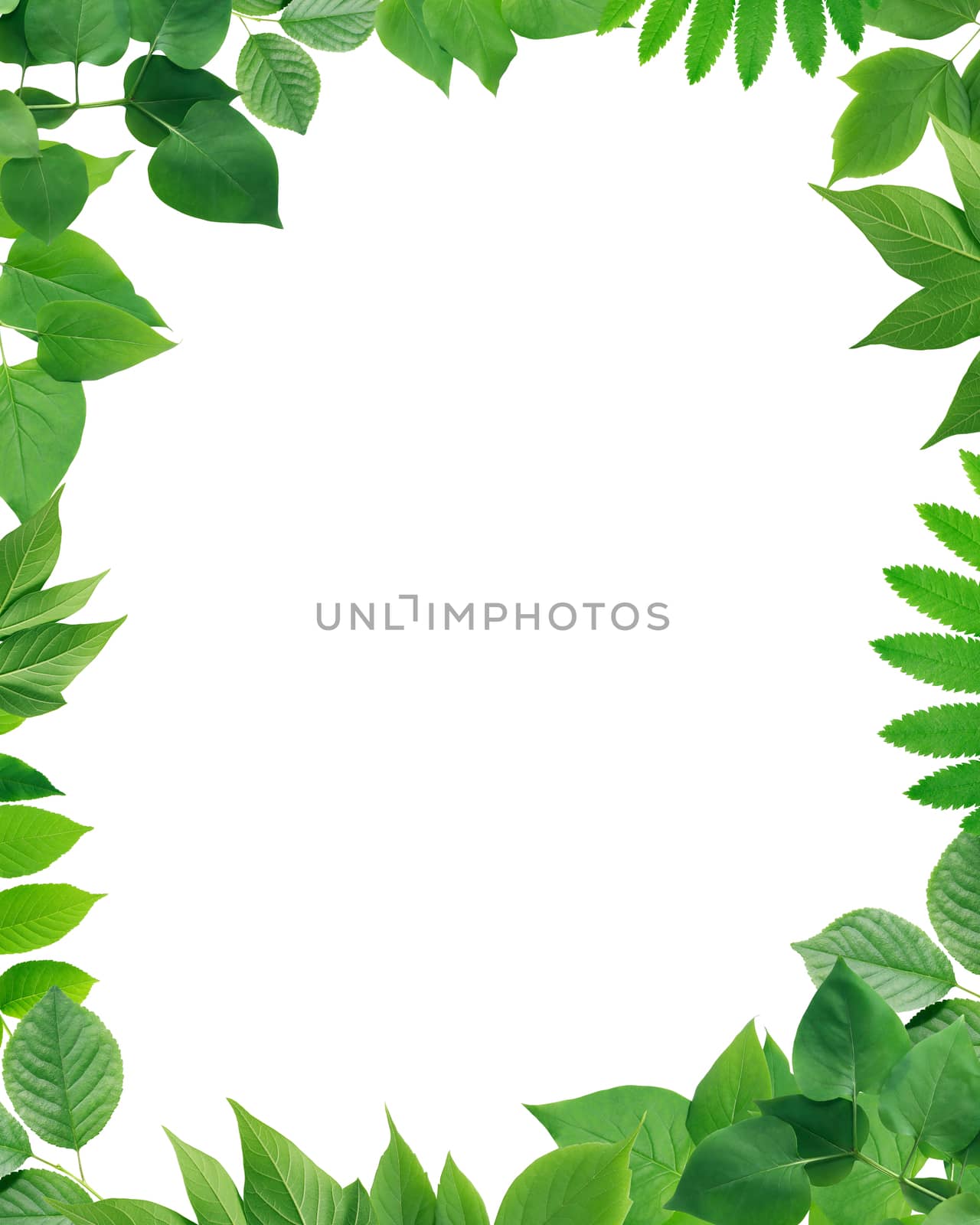 Green Leaves Frame by kvkirillov