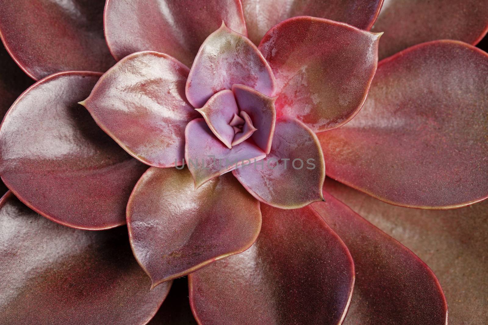 Echeveria lilacina plant. Ghost Echeveria is a species of succulent plants. by igor_stramyk