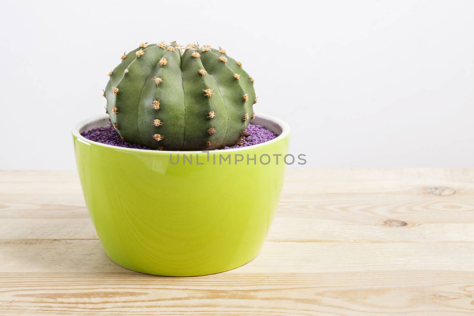 Genus Echinocactus Cactus plant in a green pot on wooden table
