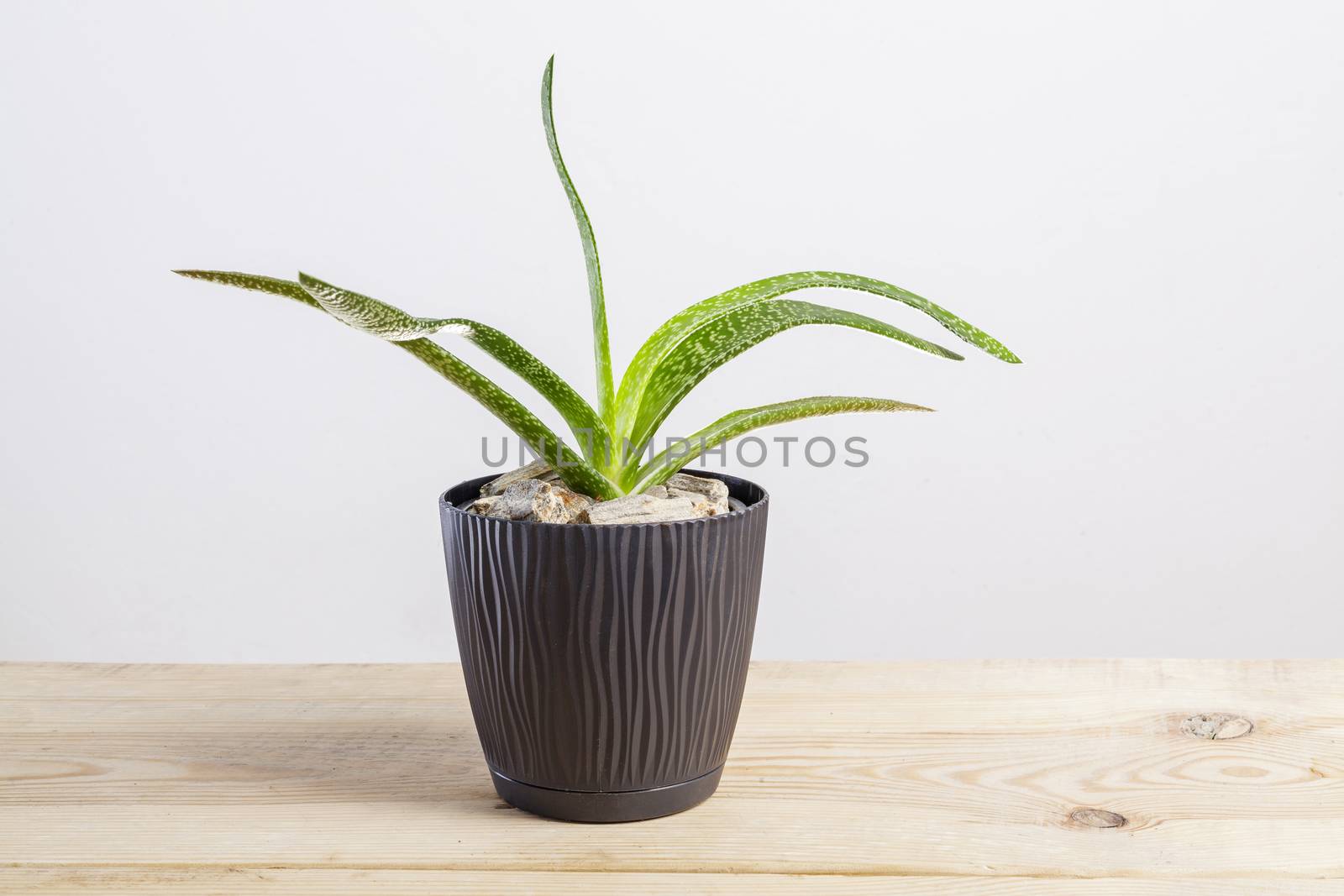 Gasteria little succulents plant in a pot. by igor_stramyk