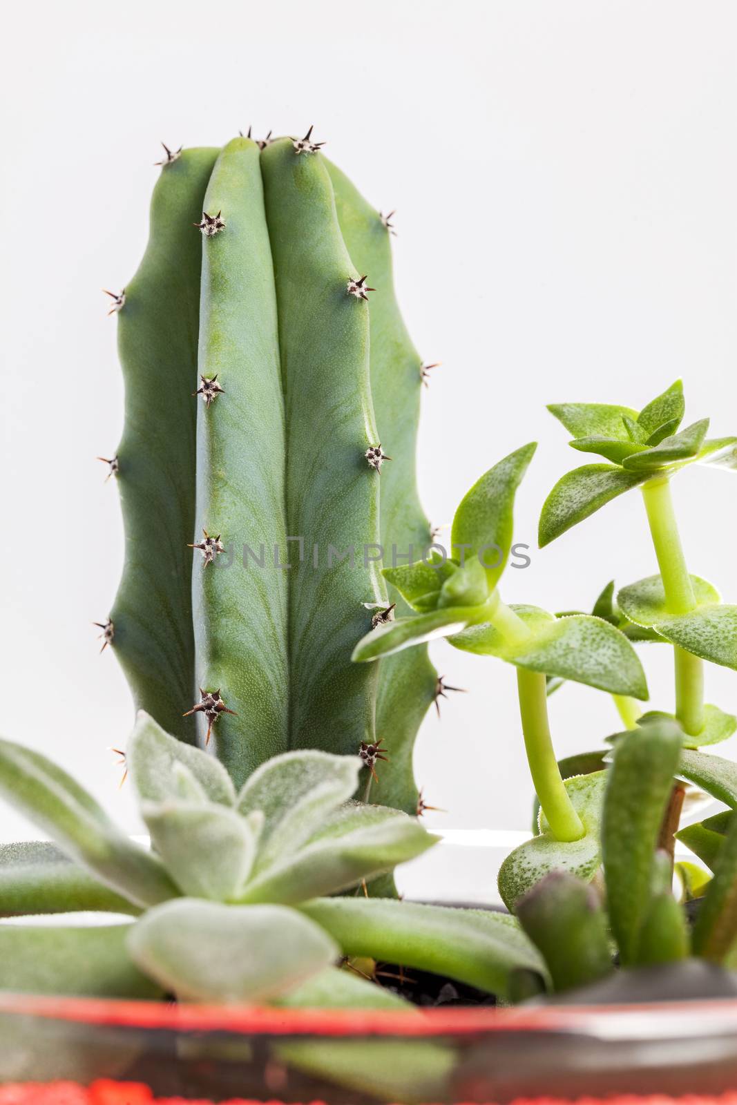 Close-up of a succulent plants arrangement in a glass pot.