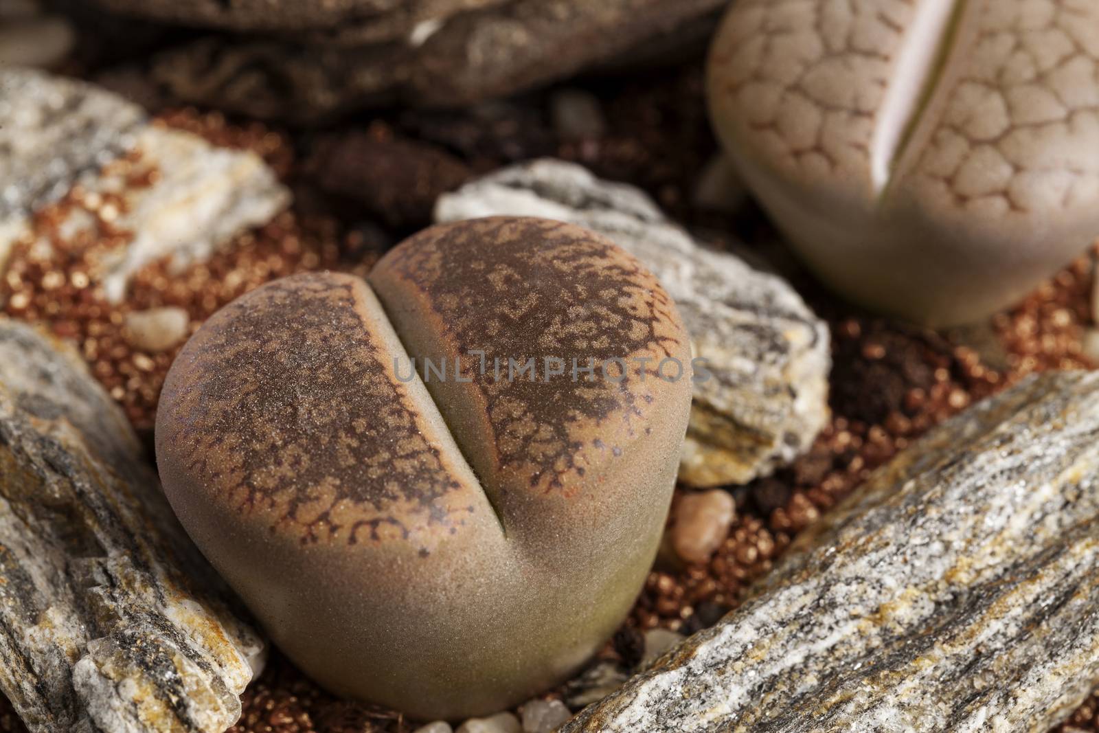 Close-up photo of Lithops, The living stone plant in transparent glass vase terrarium