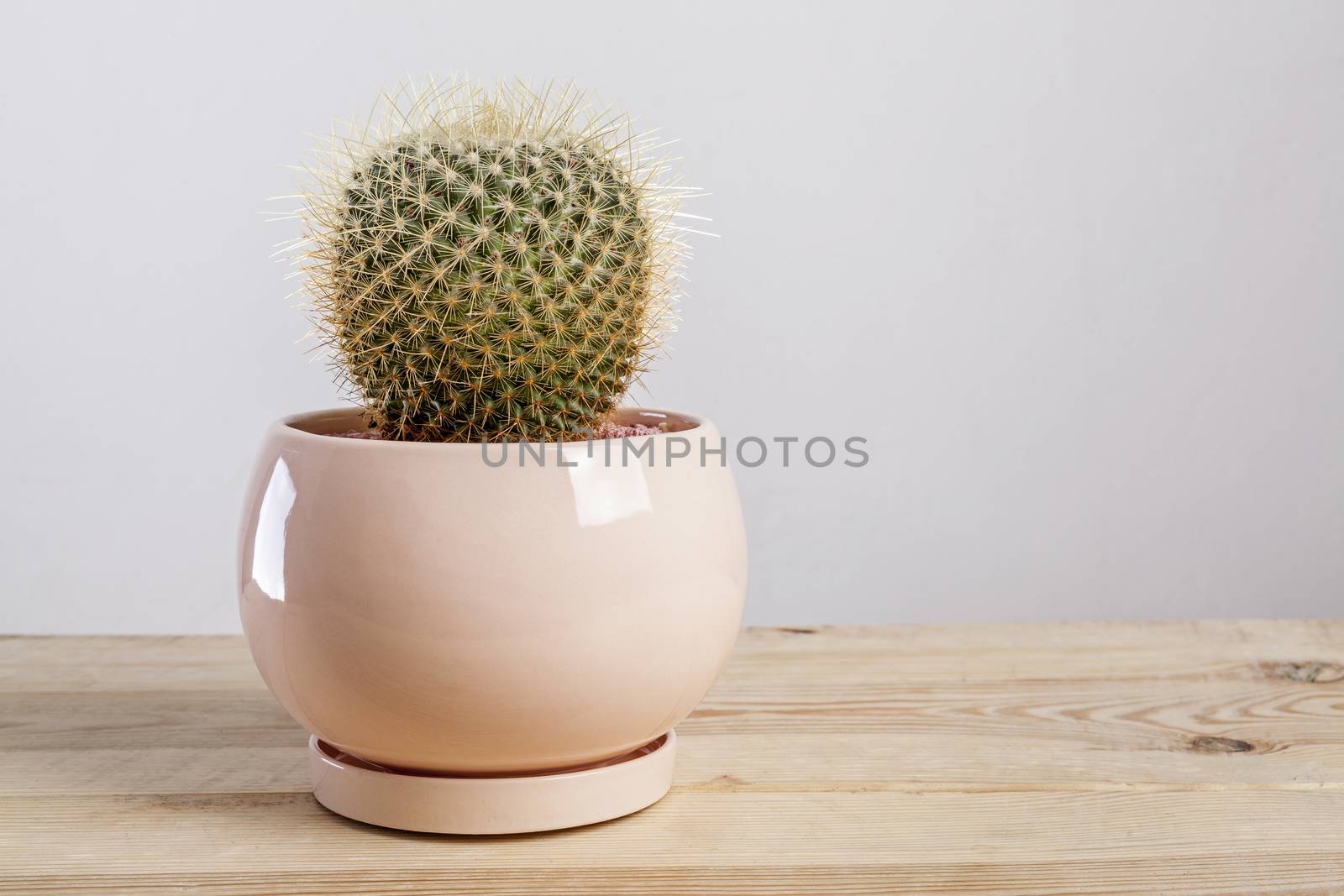 Mammilaria Geminispina Cactus plant in a pot. by igor_stramyk