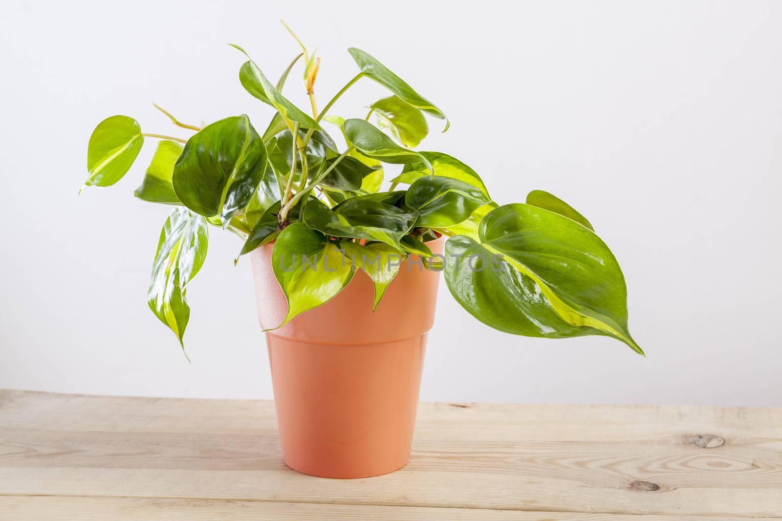 Philodendron Brasilia with variegated green leaves in flowerpot on wooden background.