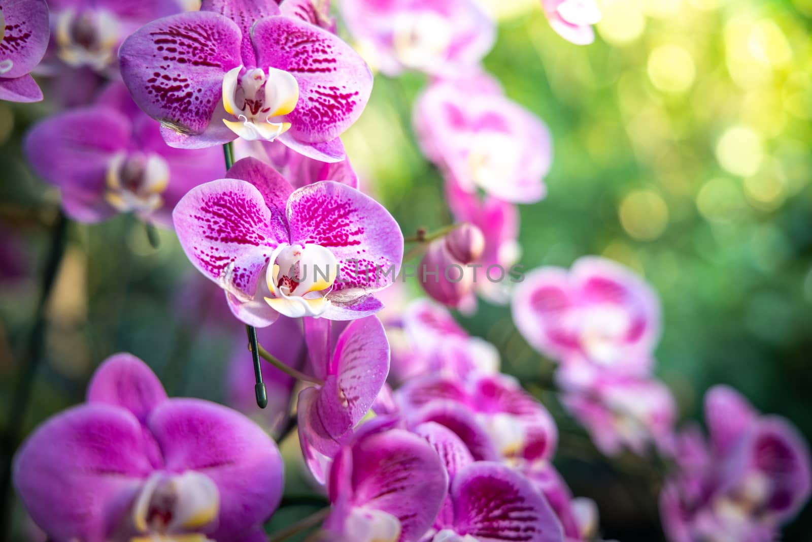 Beautiful blooming orchids in forest, On the bright sunshine