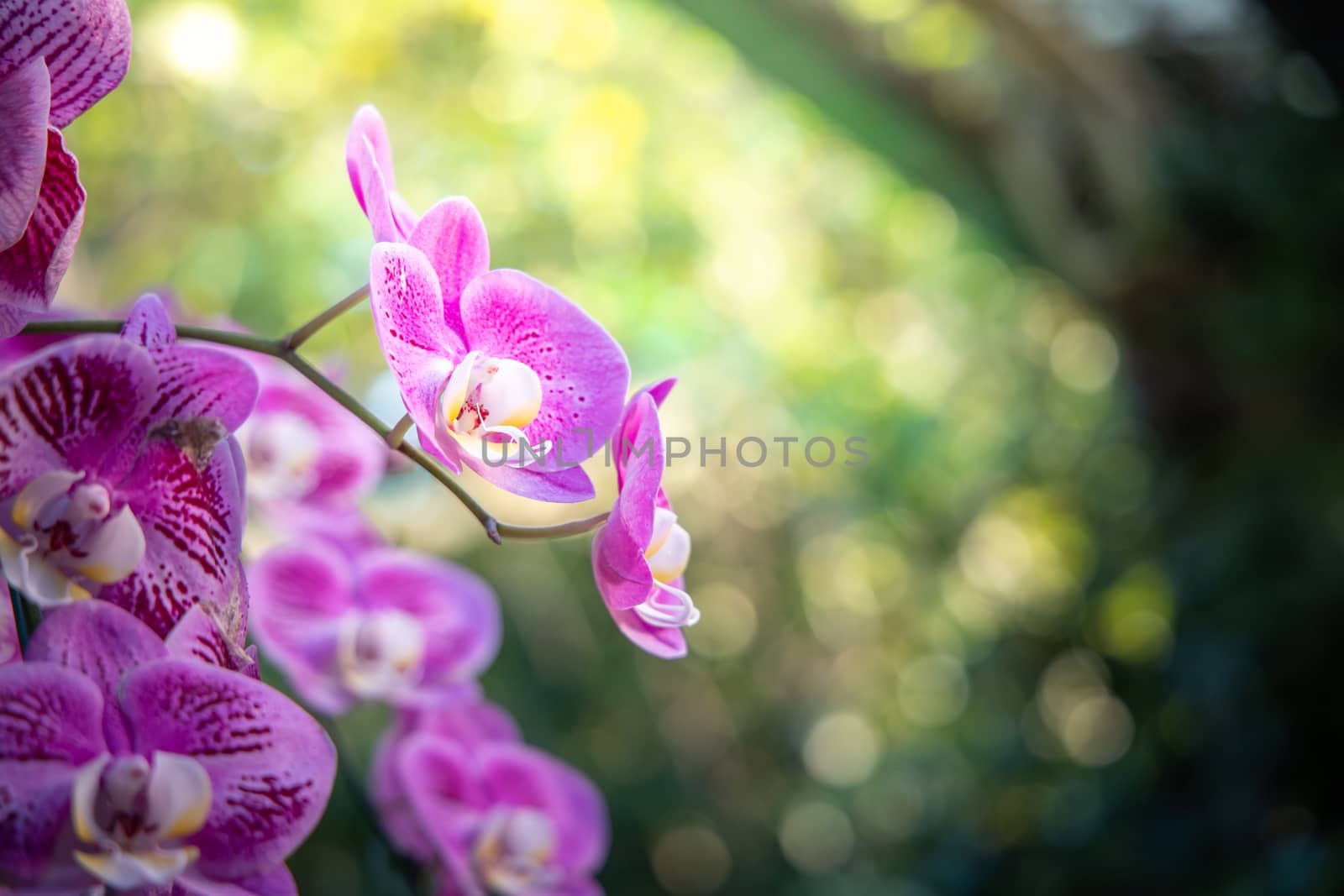 Beautiful blooming orchids in forest, On the bright sunshine