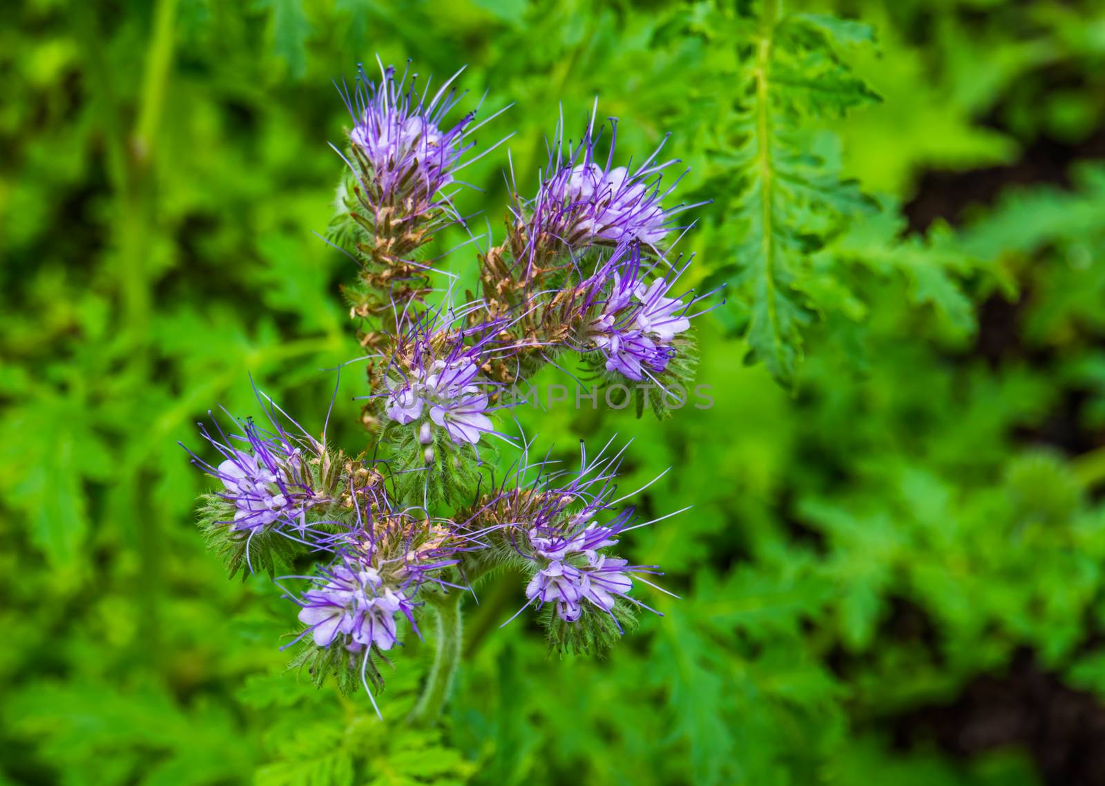 clustered purple flowers of a lacy phacelia plant, tropical specie from America, nature background