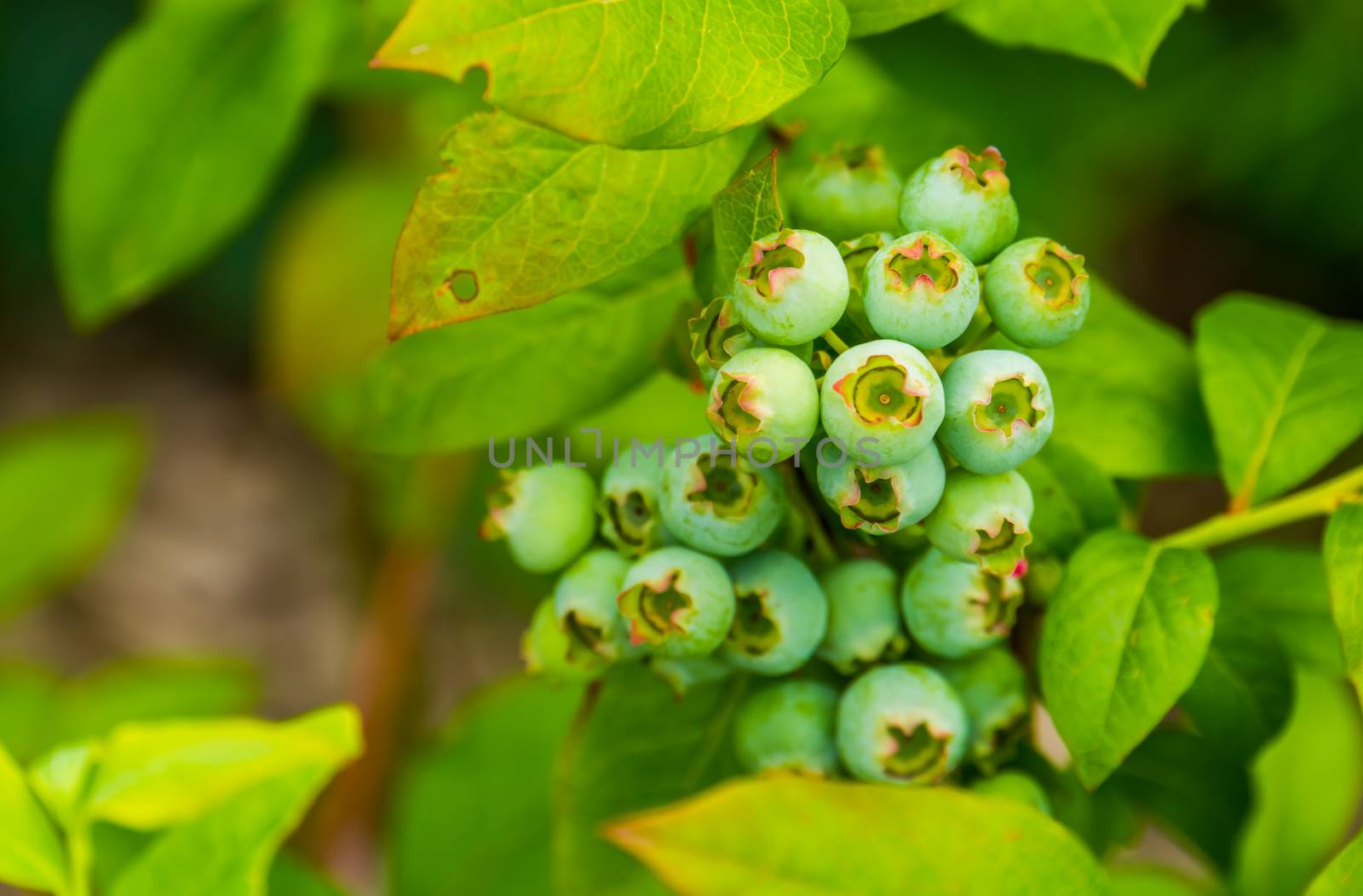 macro closeup of green unripe blue berries, blue berry plant, popular tropical specie from America