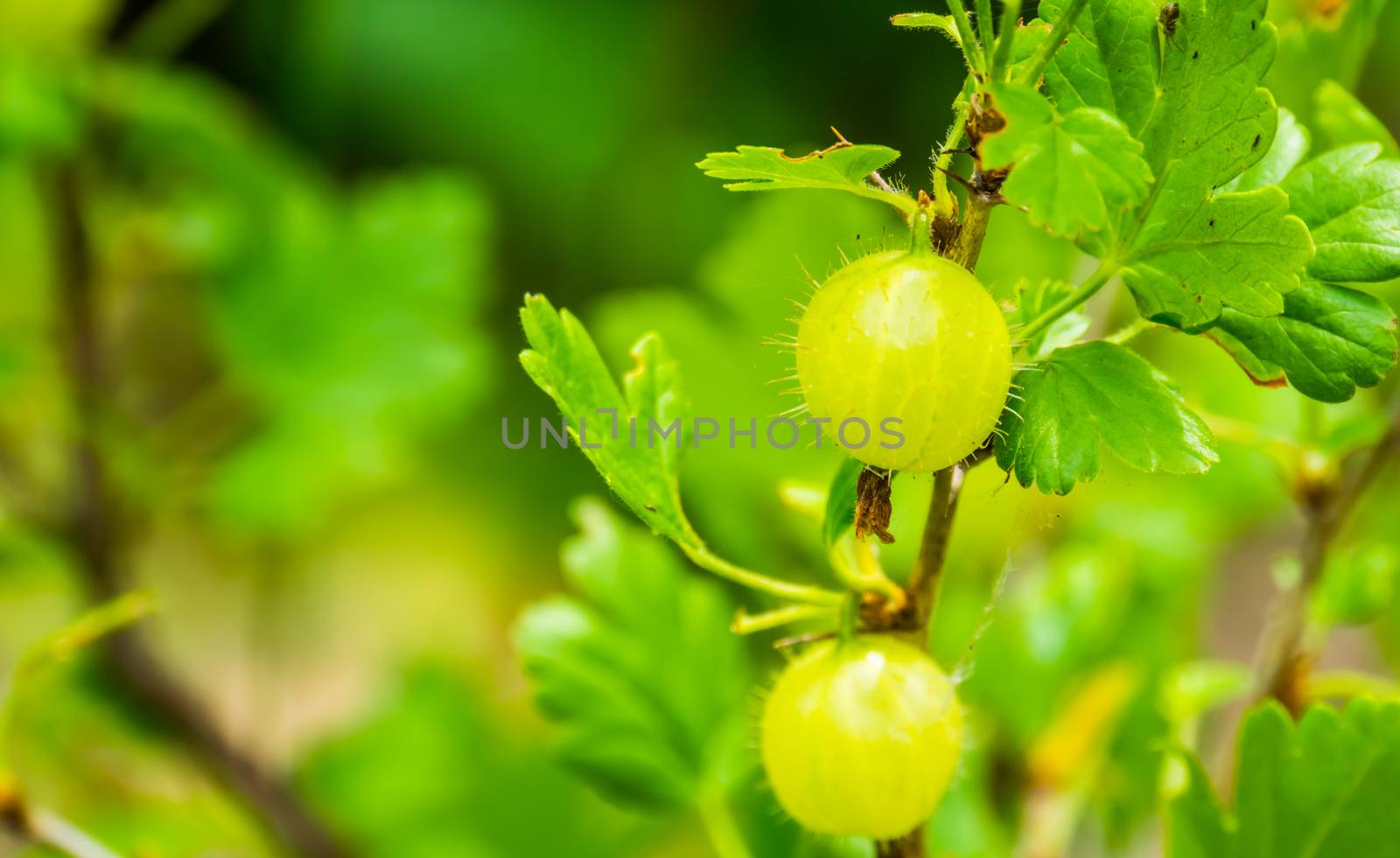 gooseberries on a gooseberry plant in closeup, popular fruiting plant specie from Europe and Africa by charlottebleijenberg