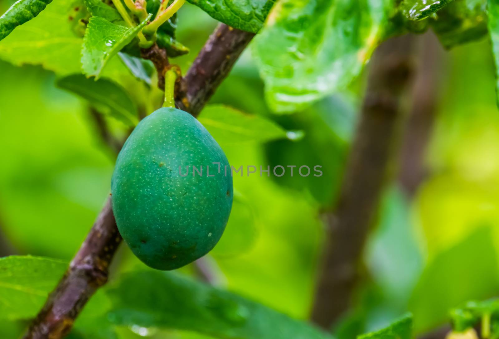 closeup of a unripe green plum, prunus a popular fruiting plant specie from Europe and Asia, Gardening and agriculture background by charlottebleijenberg