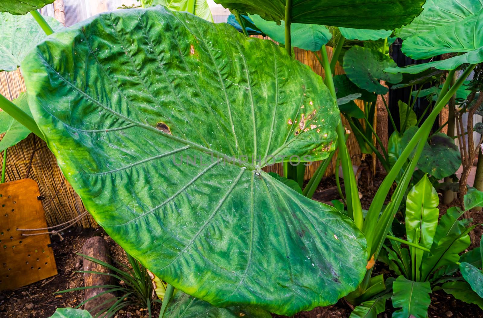 closeup of the leaf of a giant taro plant, popular tropical plant specie from Australia by charlottebleijenberg