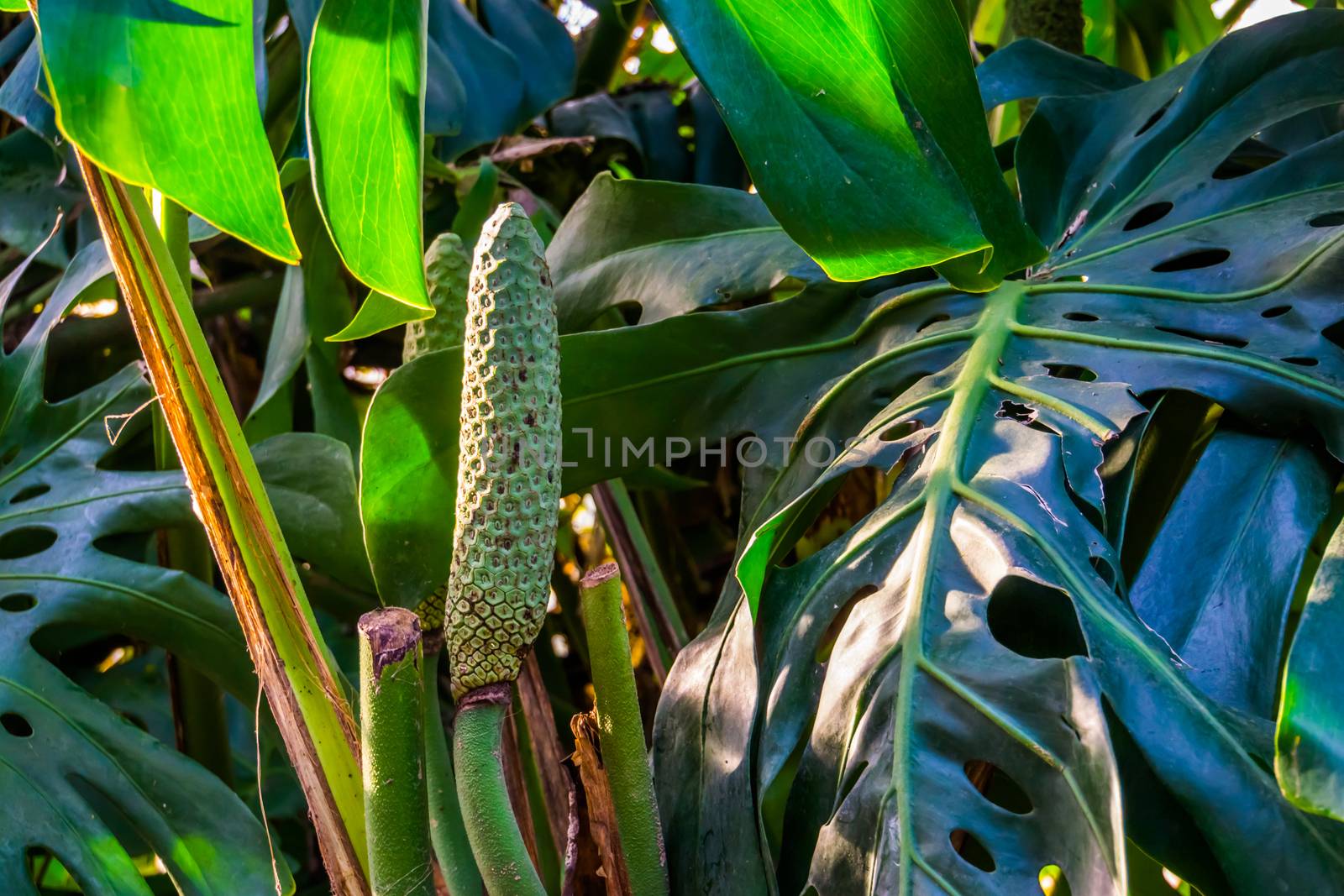 closeup of a fruiting swiss cheese plant, popular tropical plant specie from america with edible fruits