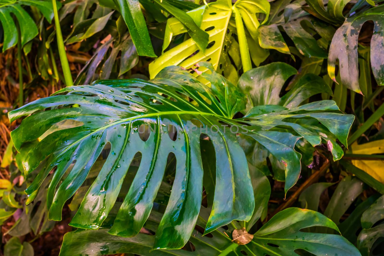 typical leaf of a swiss cheese plant in closeup, nature background, popular tropical plant specie from america