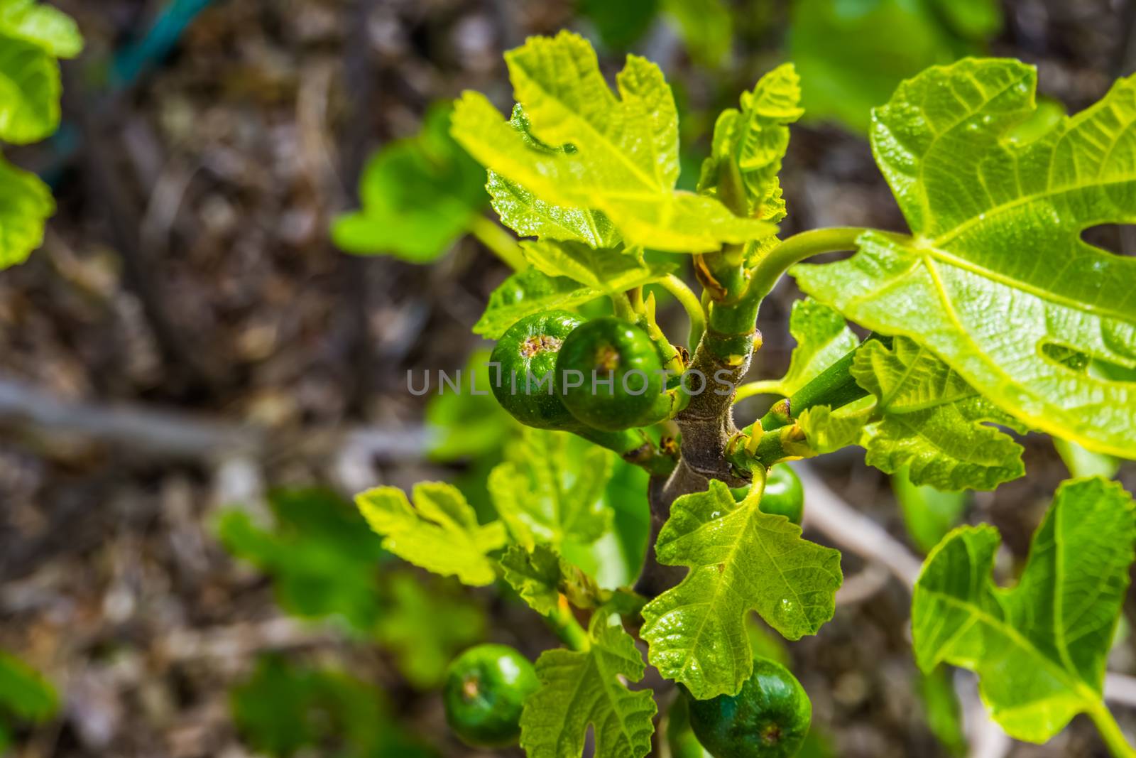 closeup of a small fig tree with unripe figs, popular tropical fruiting plant specie from Asia by charlottebleijenberg