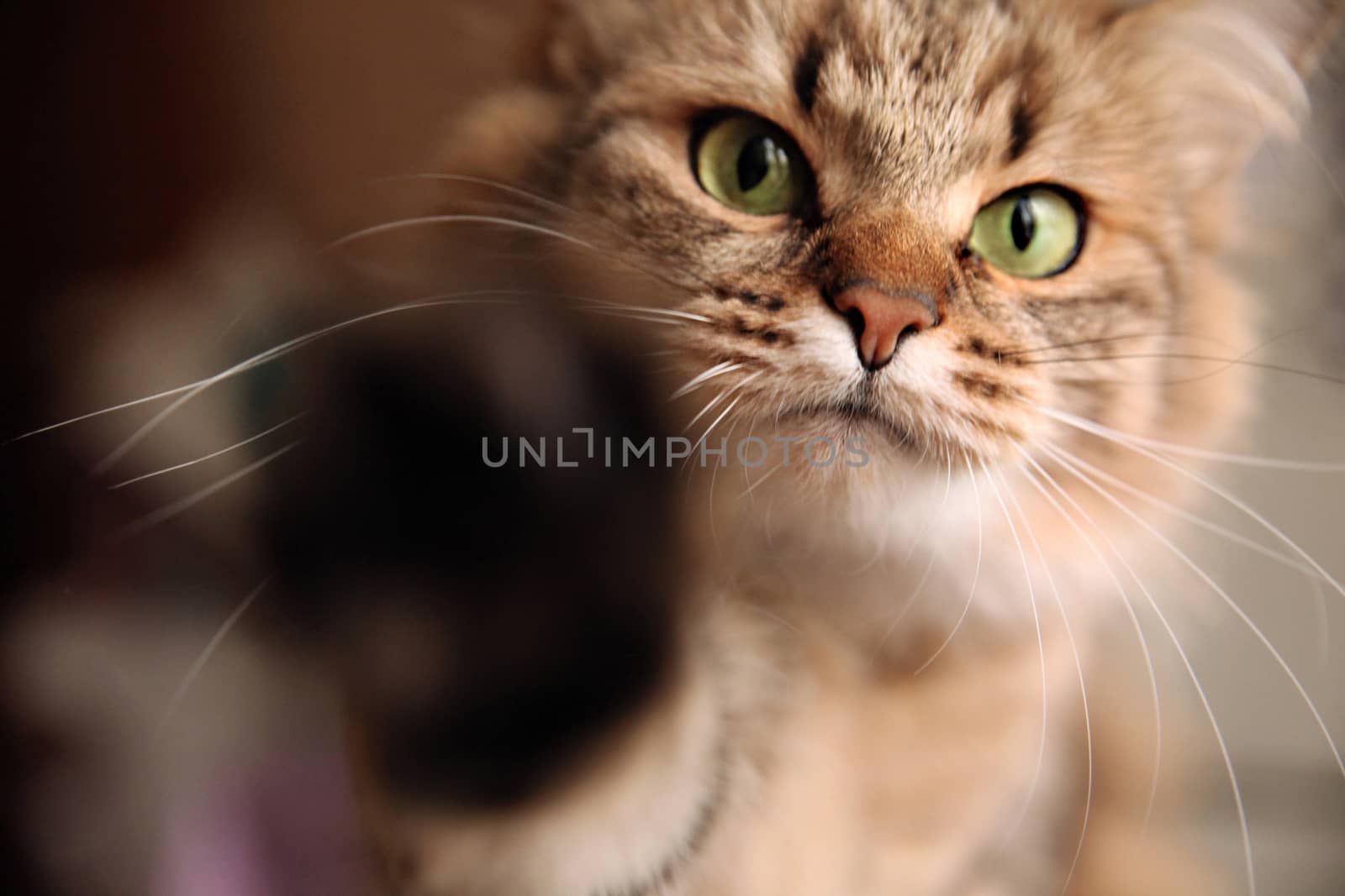 Cat pokes her hand into the camera lens by olga_zinovskaya