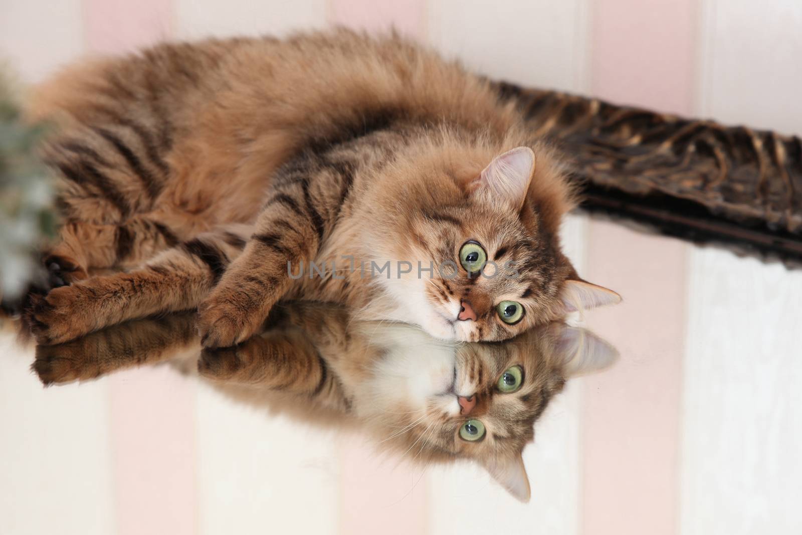 Beautiful cat with the reflection in the mirror