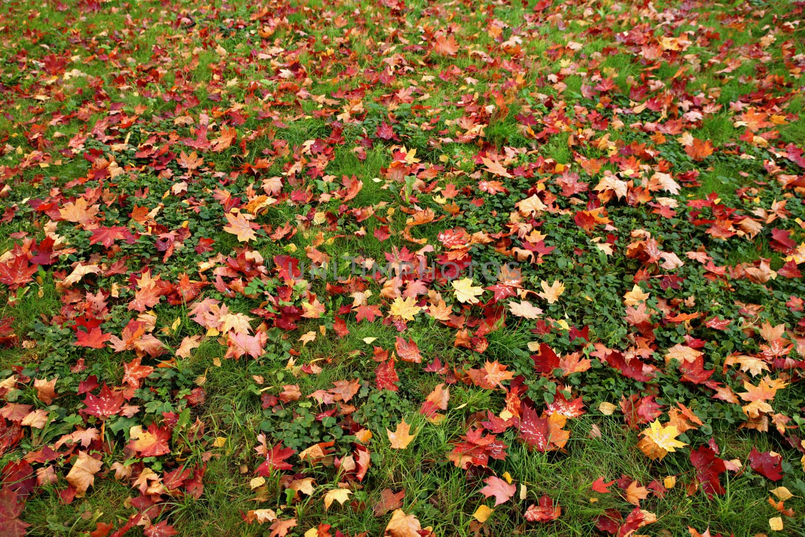 Fallen red maple leaves on green grass