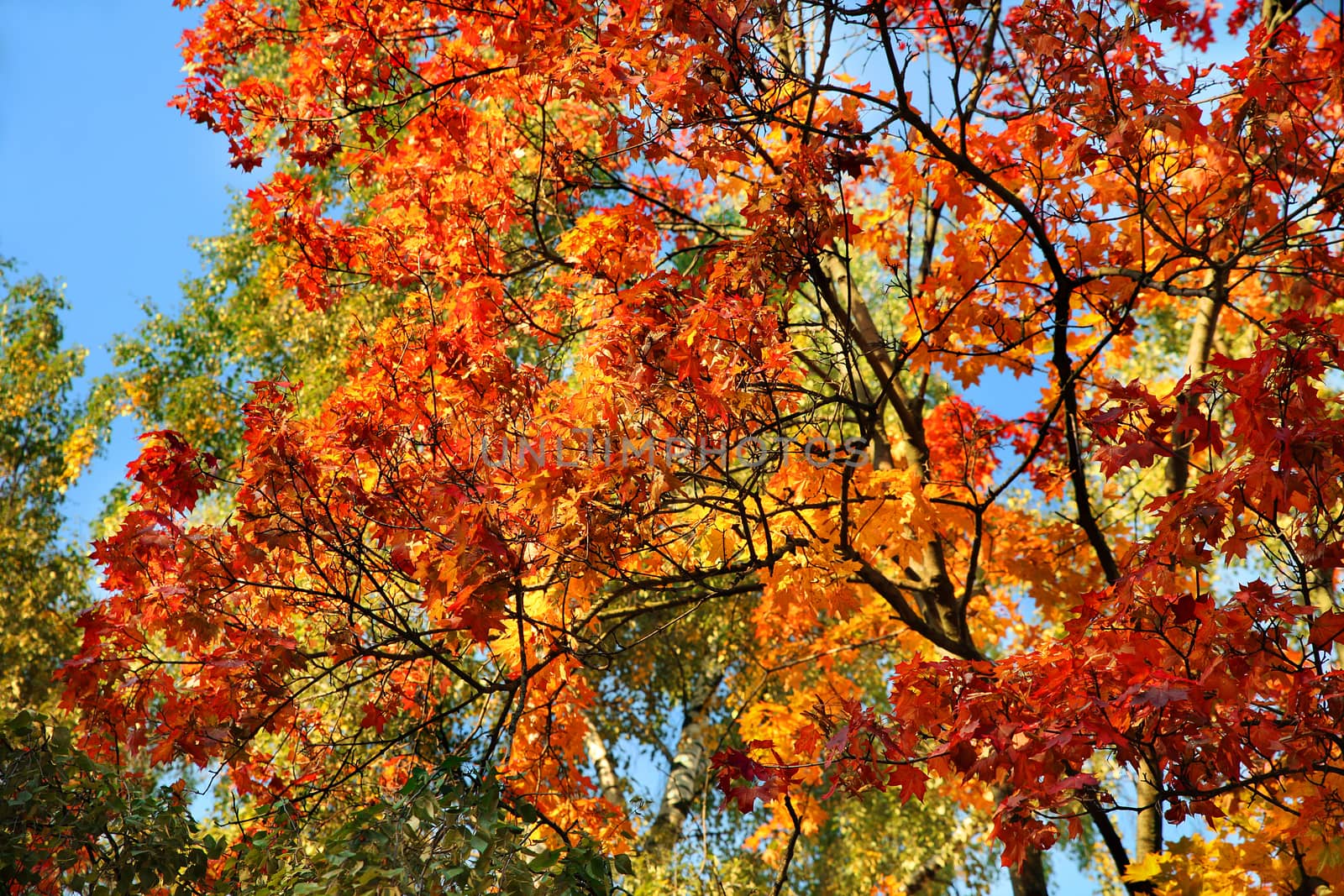 Colorful autumn background sky and trees