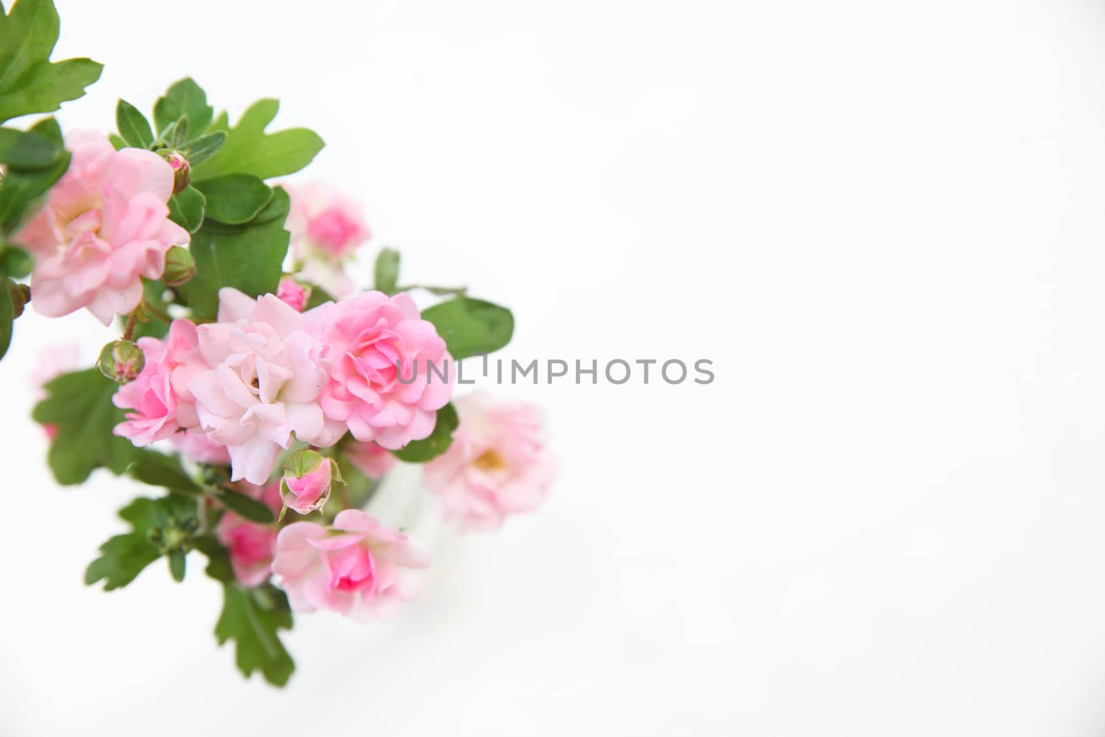 Bouquet of roses on a white background by olga_zinovskaya