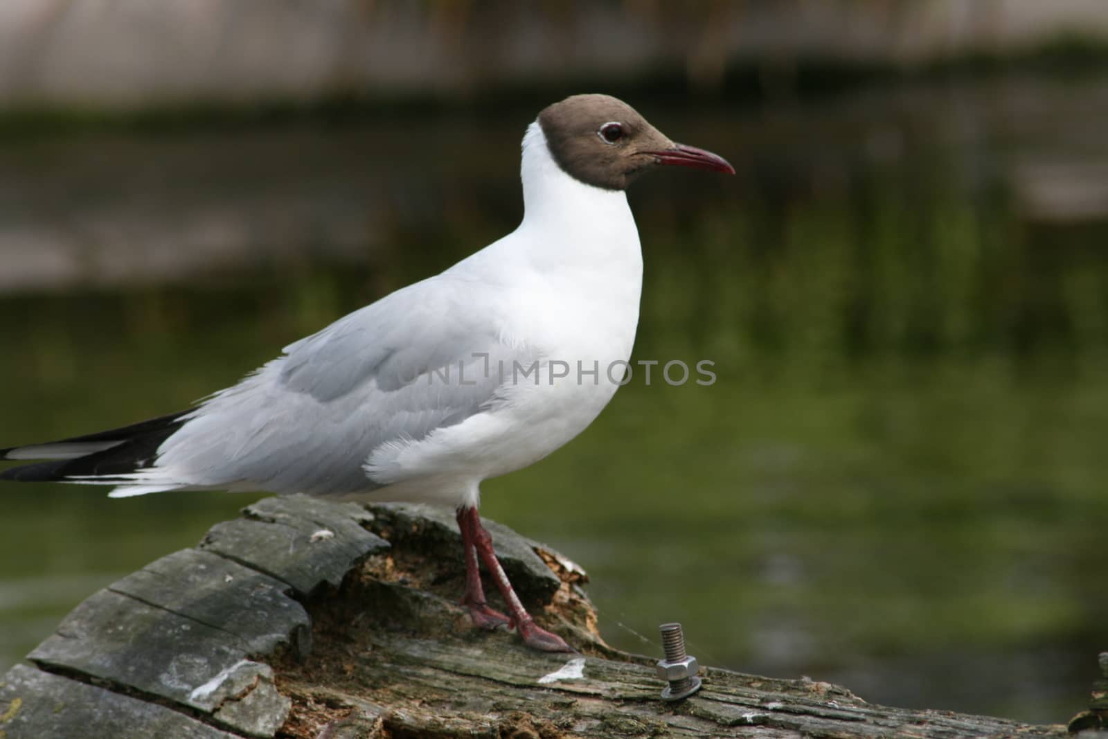 Black-headed gull sitting on a piece of wood in the water