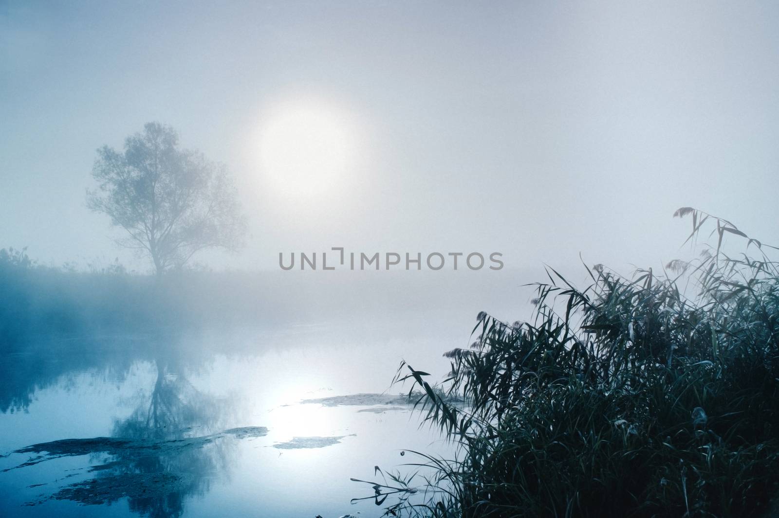 Dramatic mystical twilight landscape with rising sun, tree, reed and fog over water. by AlisLuch