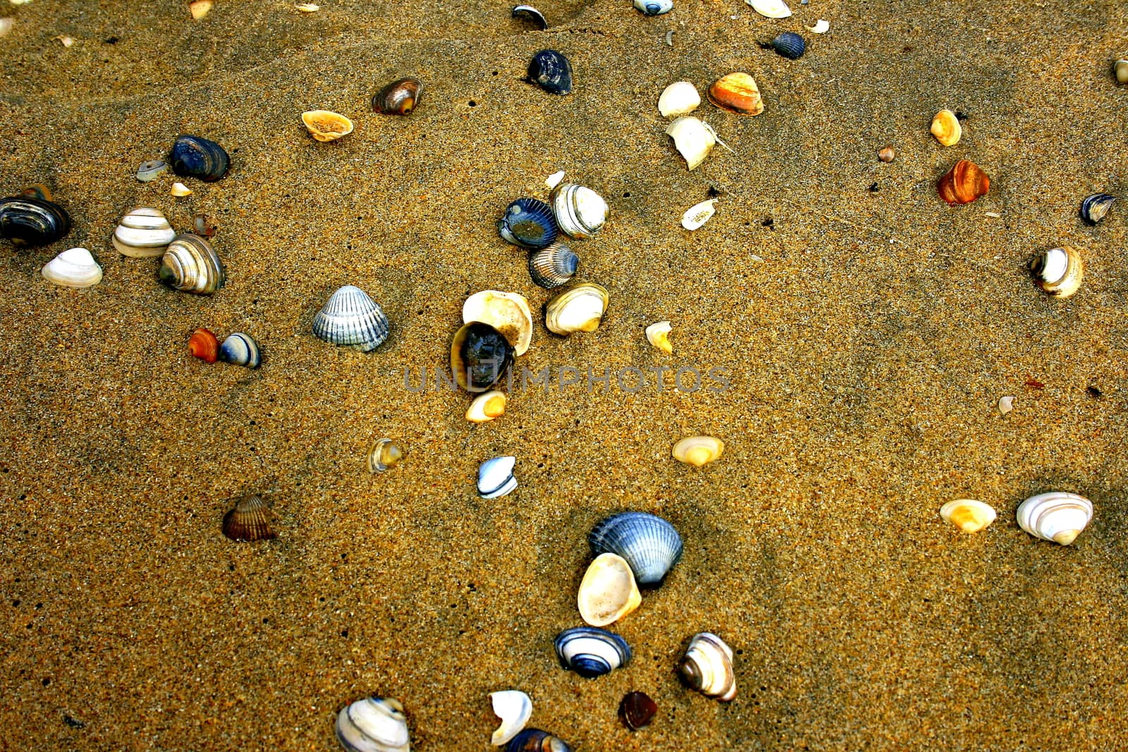 a collection of colorful shells in the sand