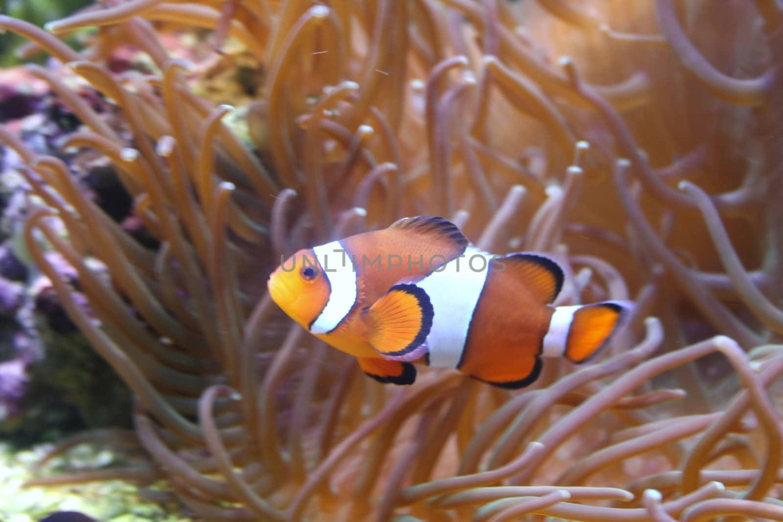 Clownfisch  (Amphiprion ocellaris) with See Anemone (Actiniaria)