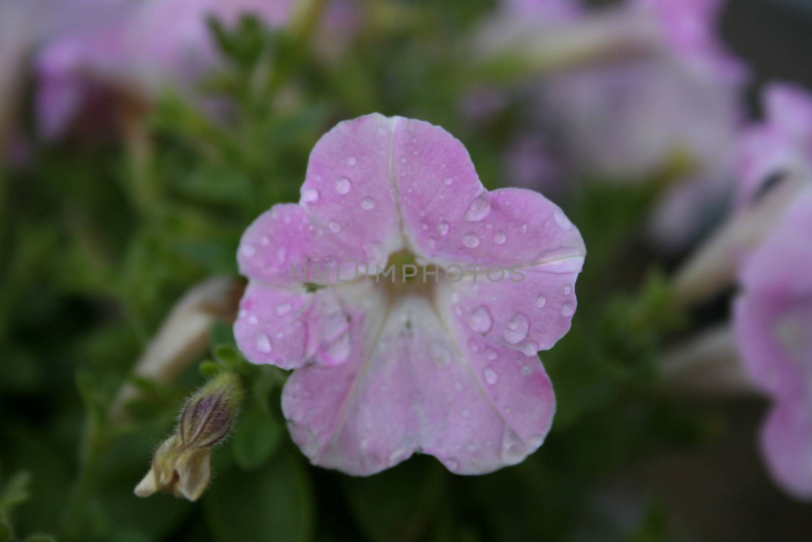 Close-up of a purple flower with dew drops